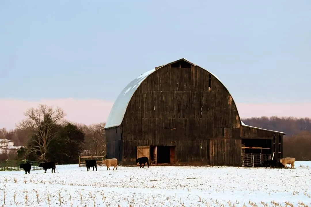 Snowy Day on the Farm