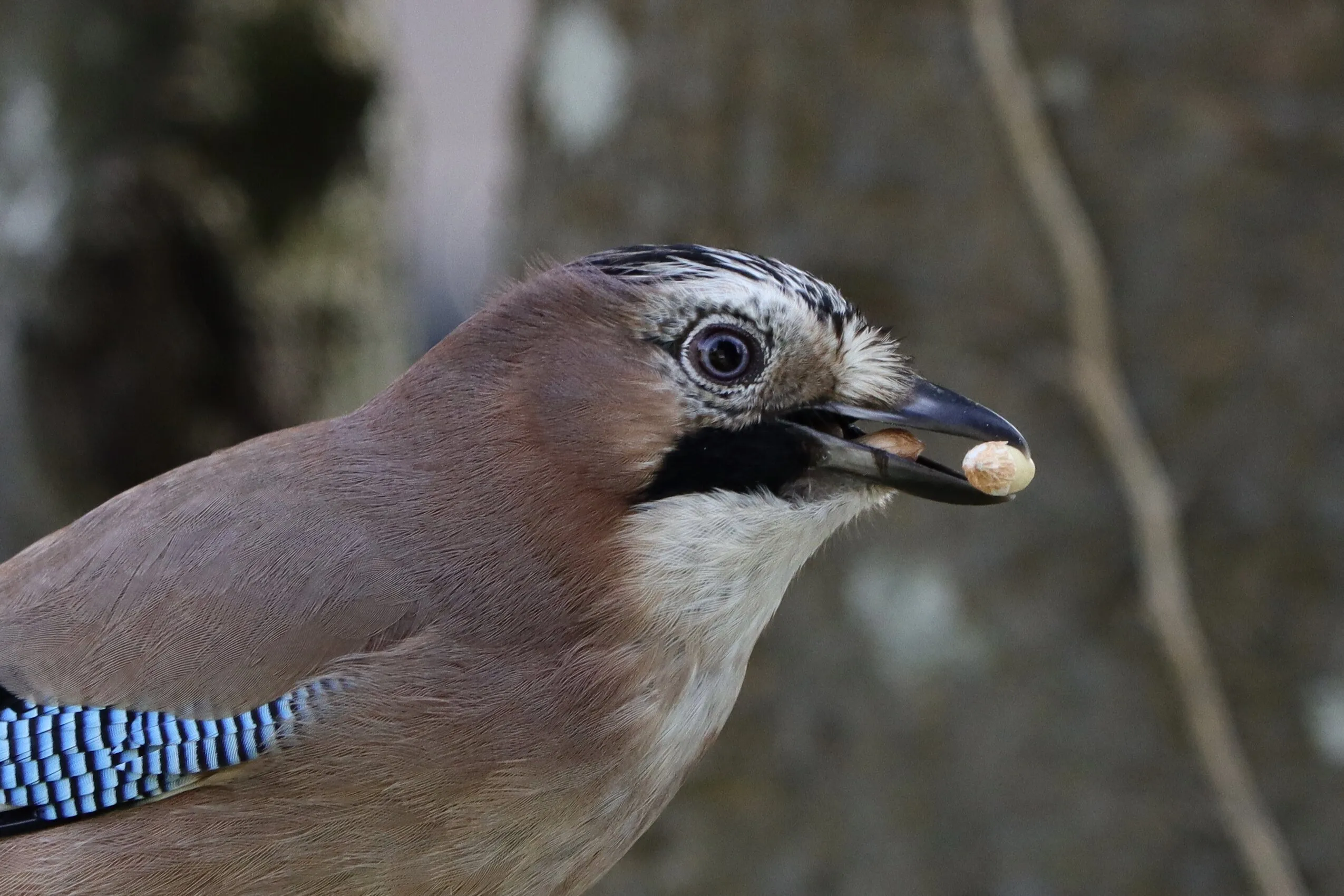 The colourful Jay