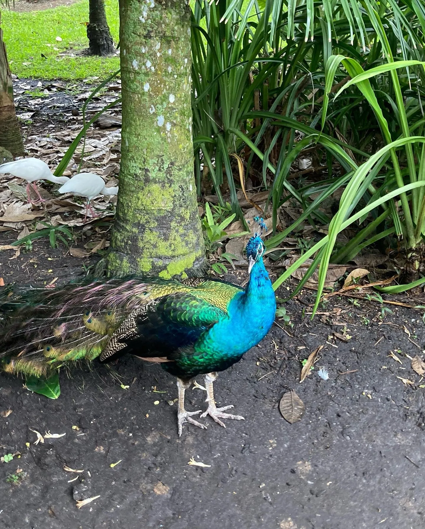 Peacock