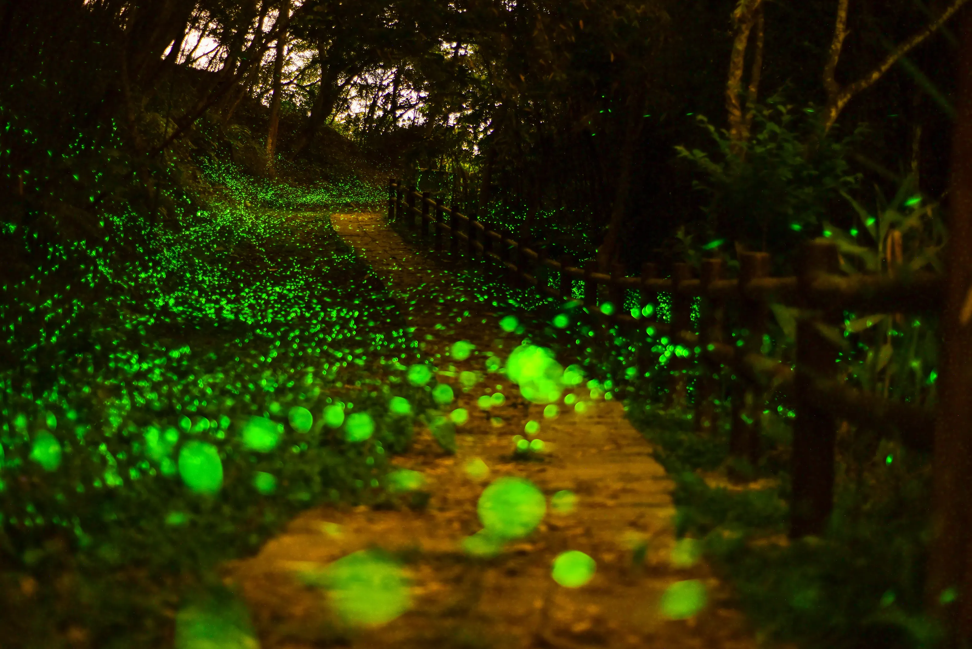 Firefly are flying in the forest
