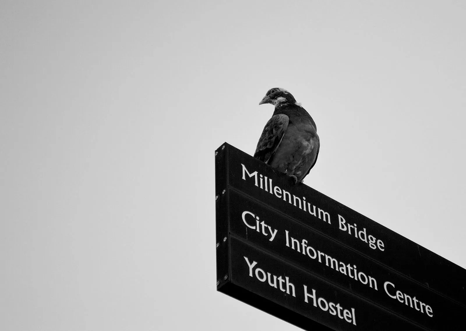 Bird directions