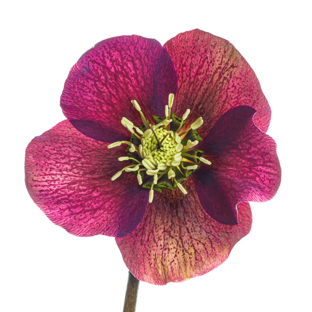 Entry 14678994