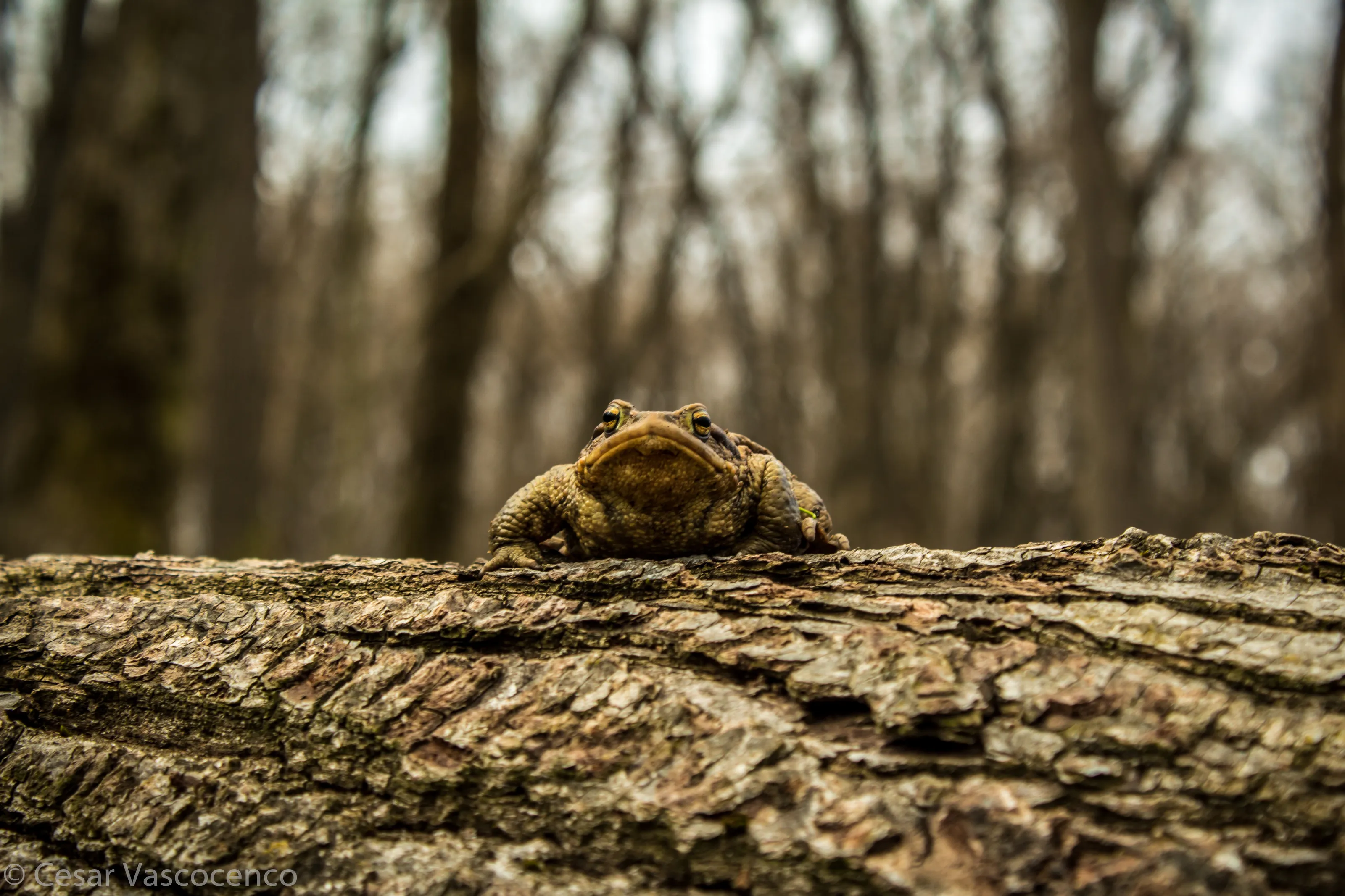 Comon frog