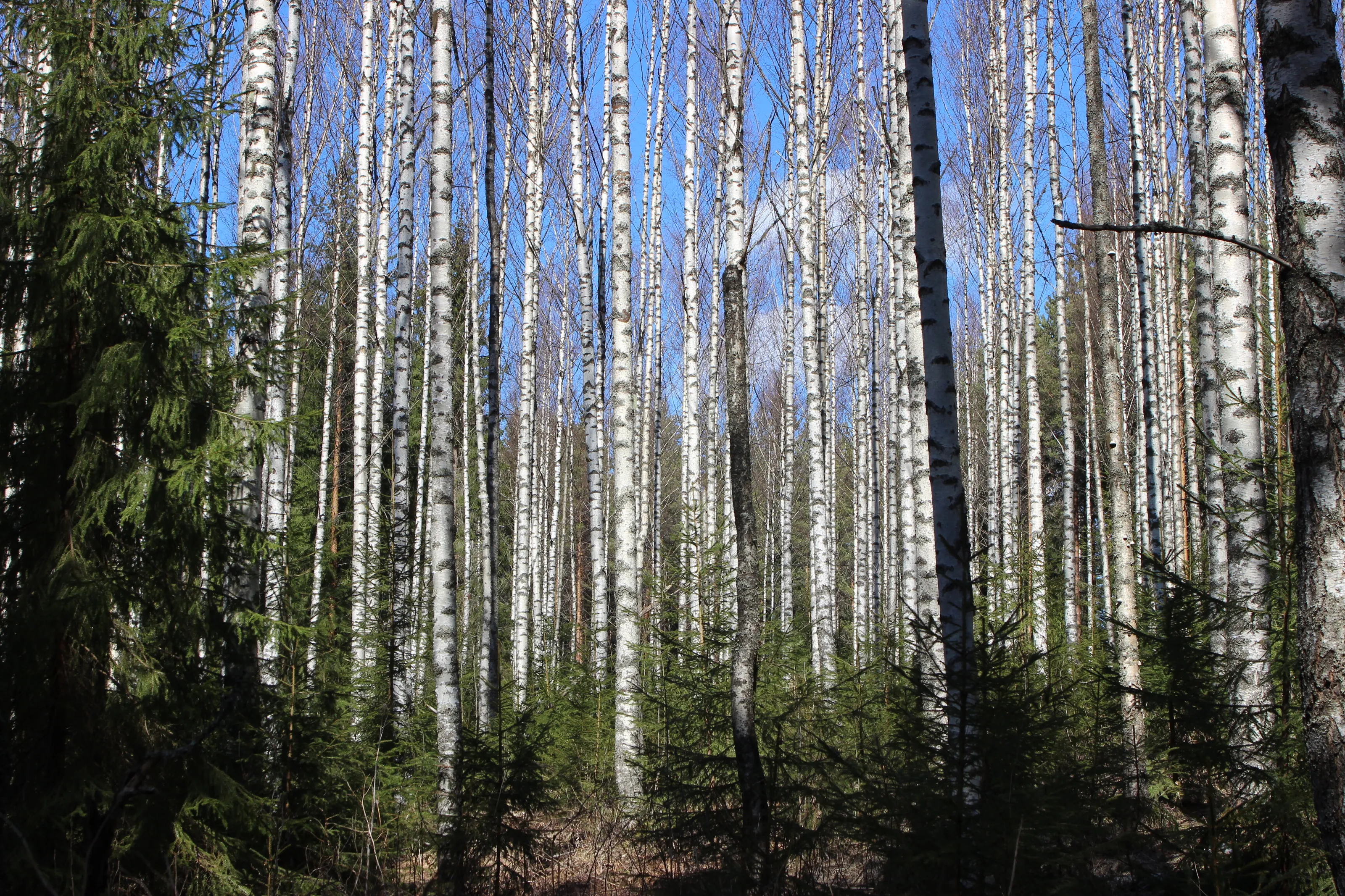 Birches
