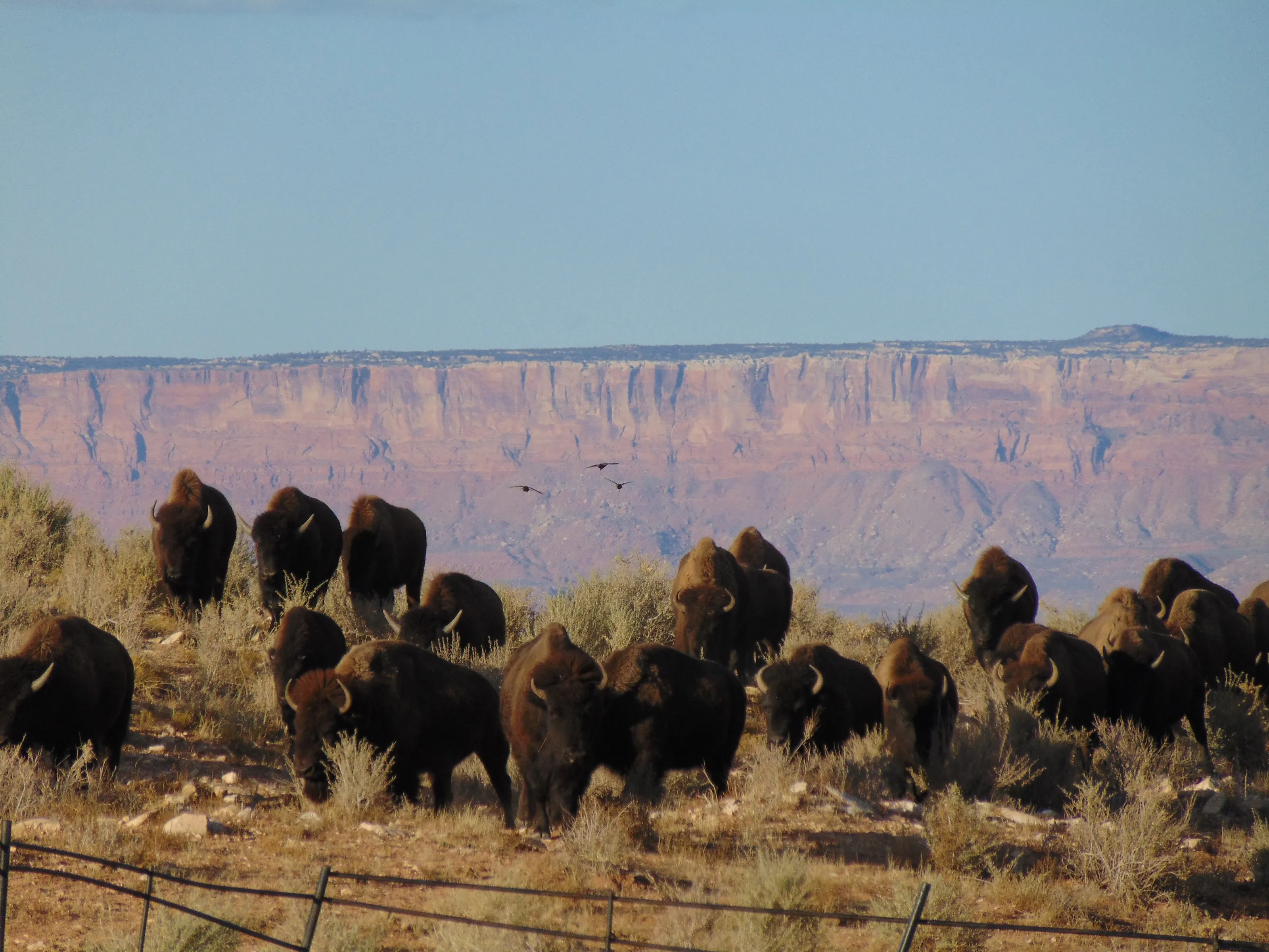 Bison Run