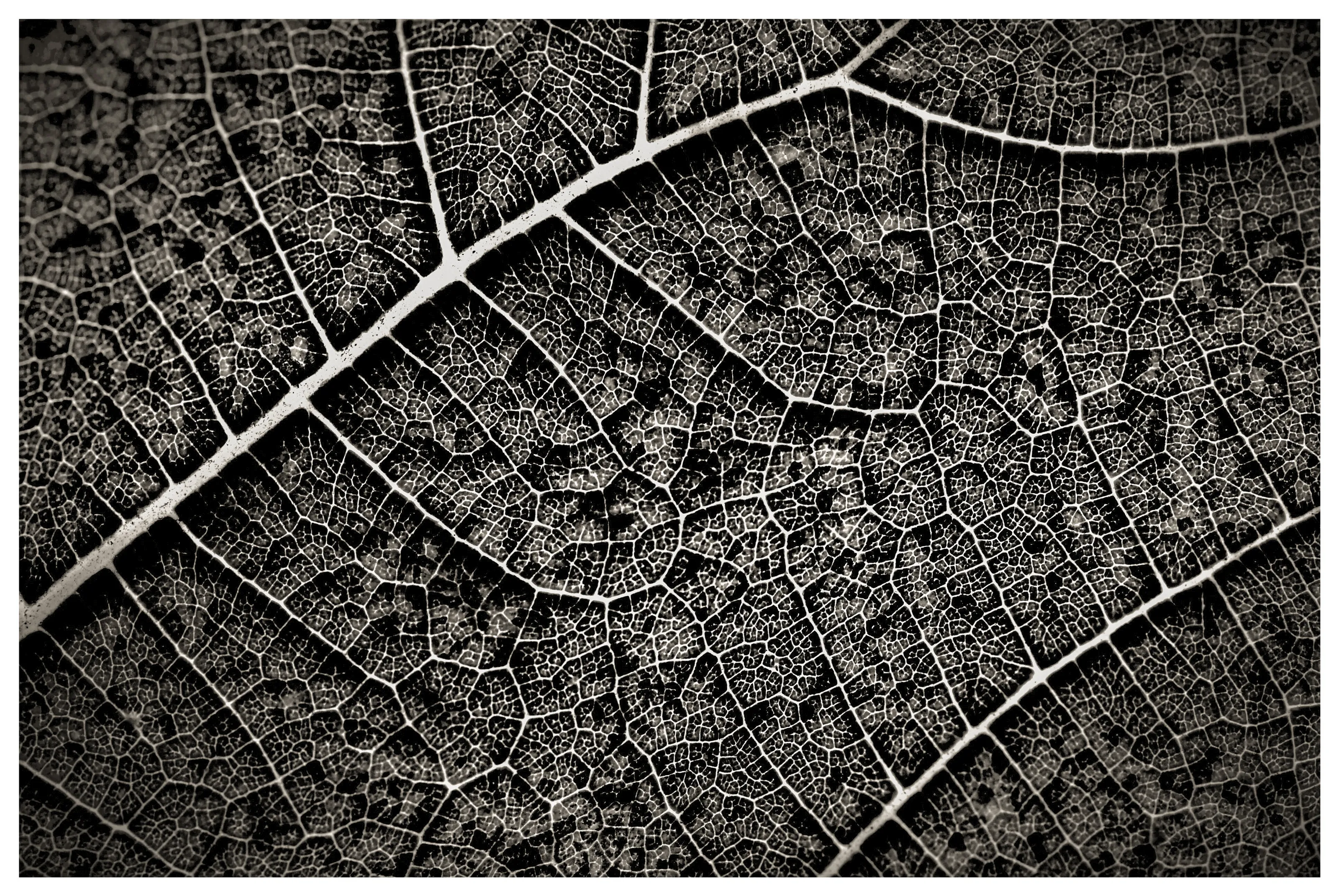 Feuille de figuier