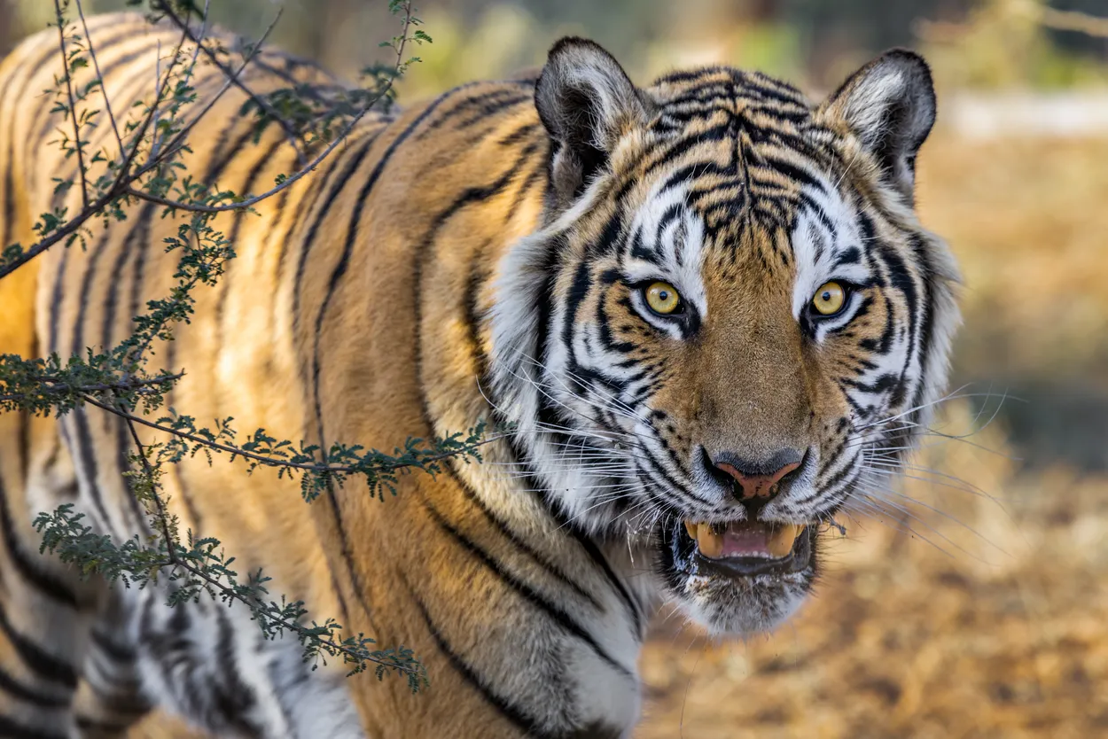 Entry 11780966
