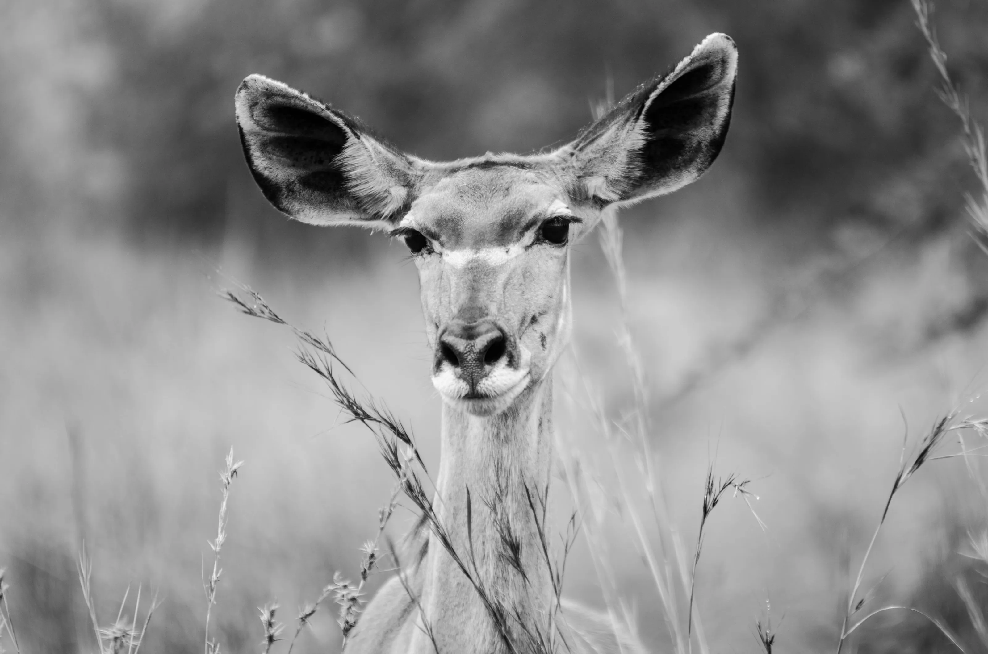 Kudu