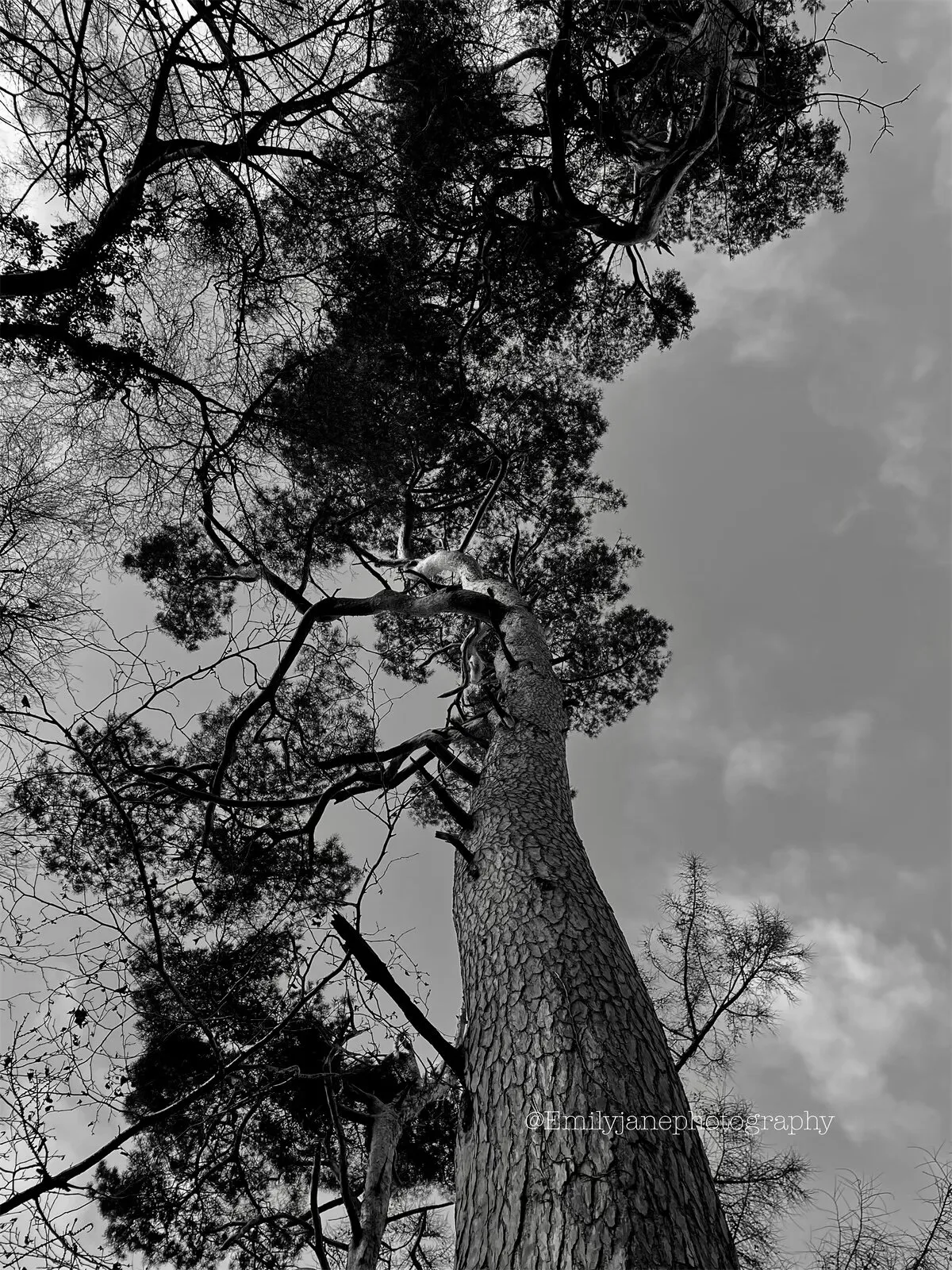 Trees