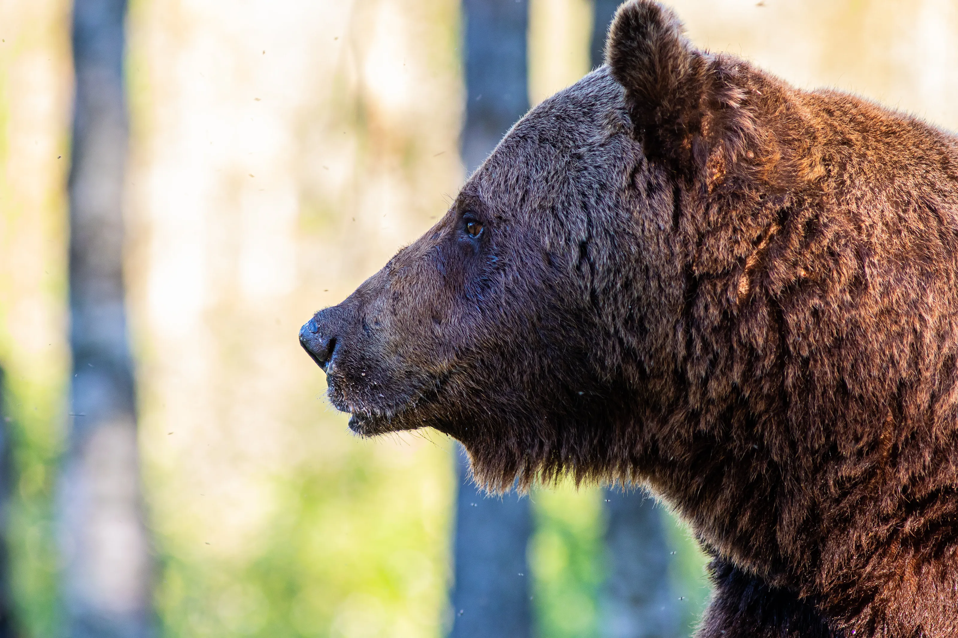 Brown bear