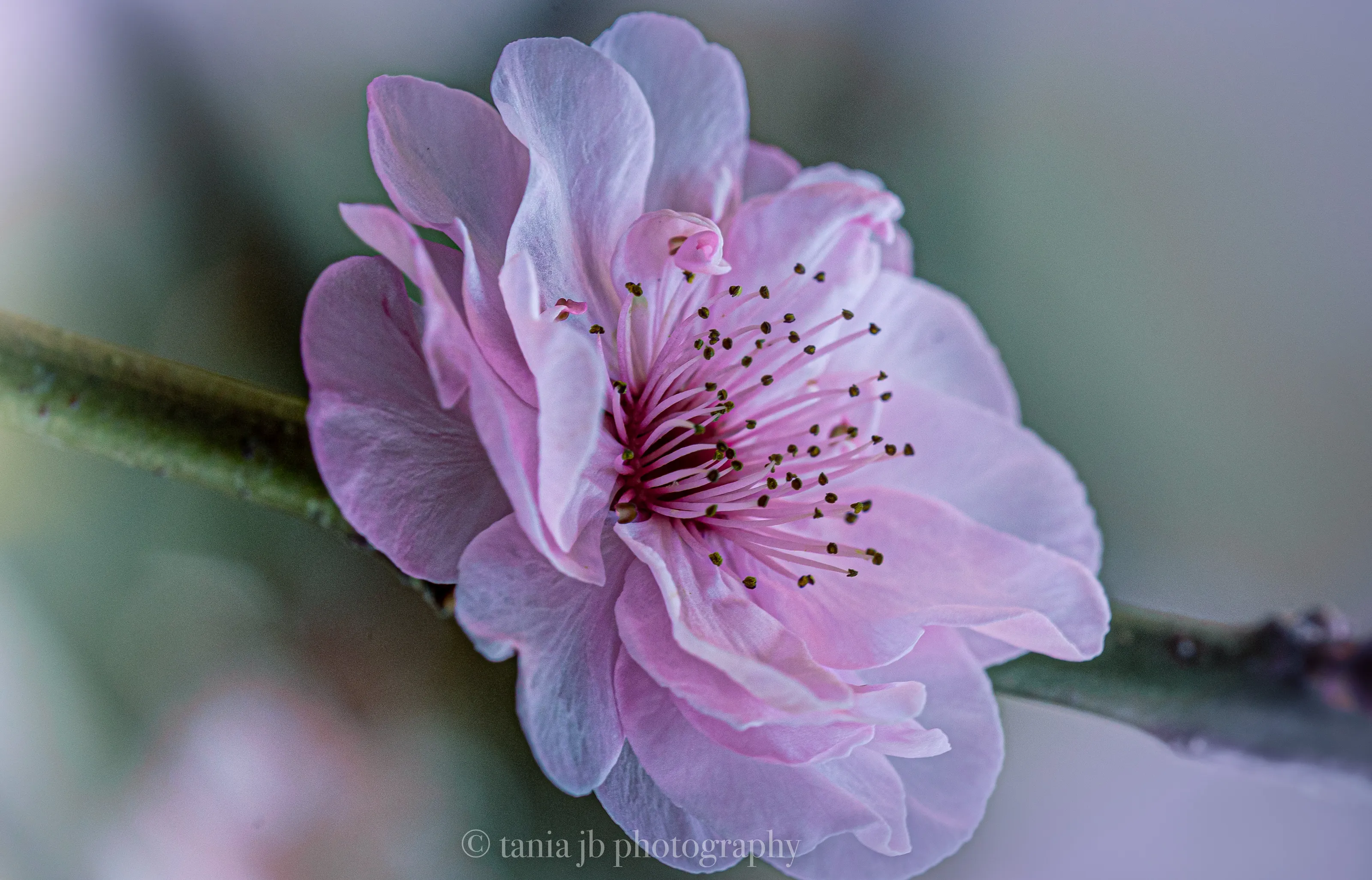 Pretty in Pink