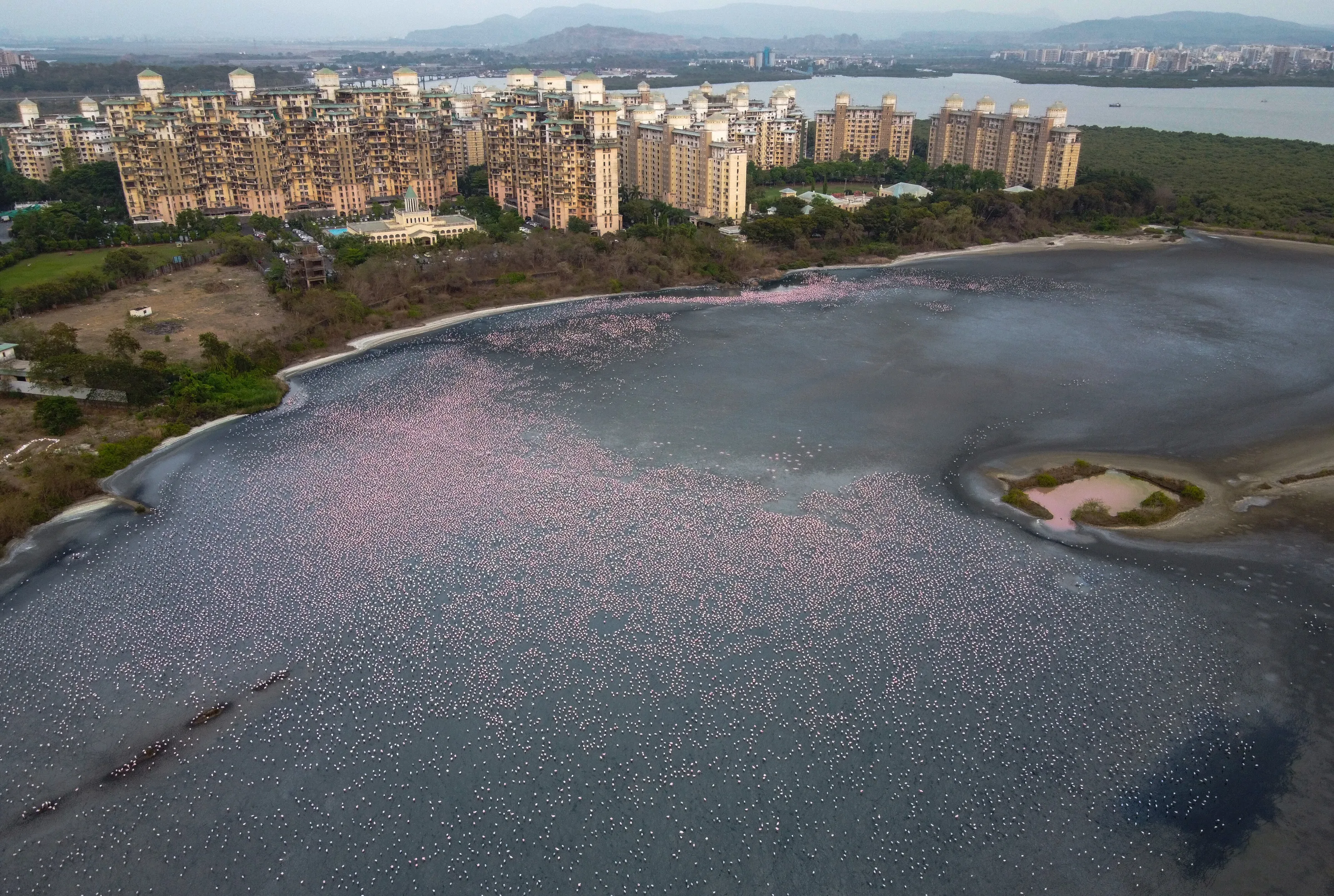 Sea of Pink