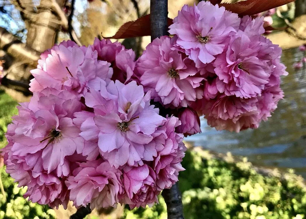 Tree blossom