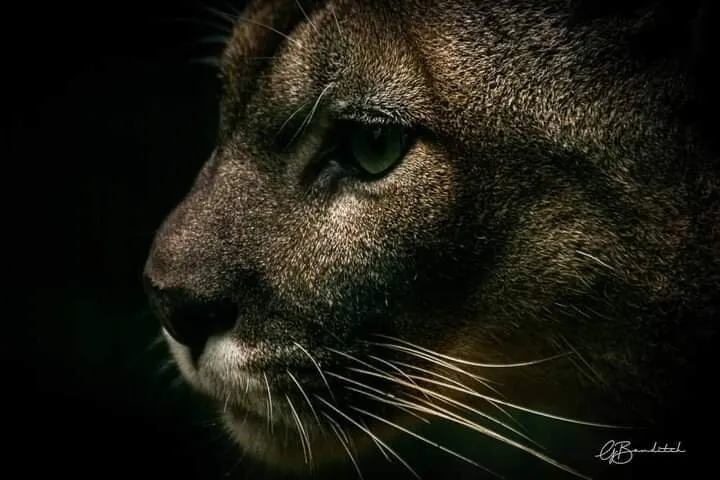 PUMA
