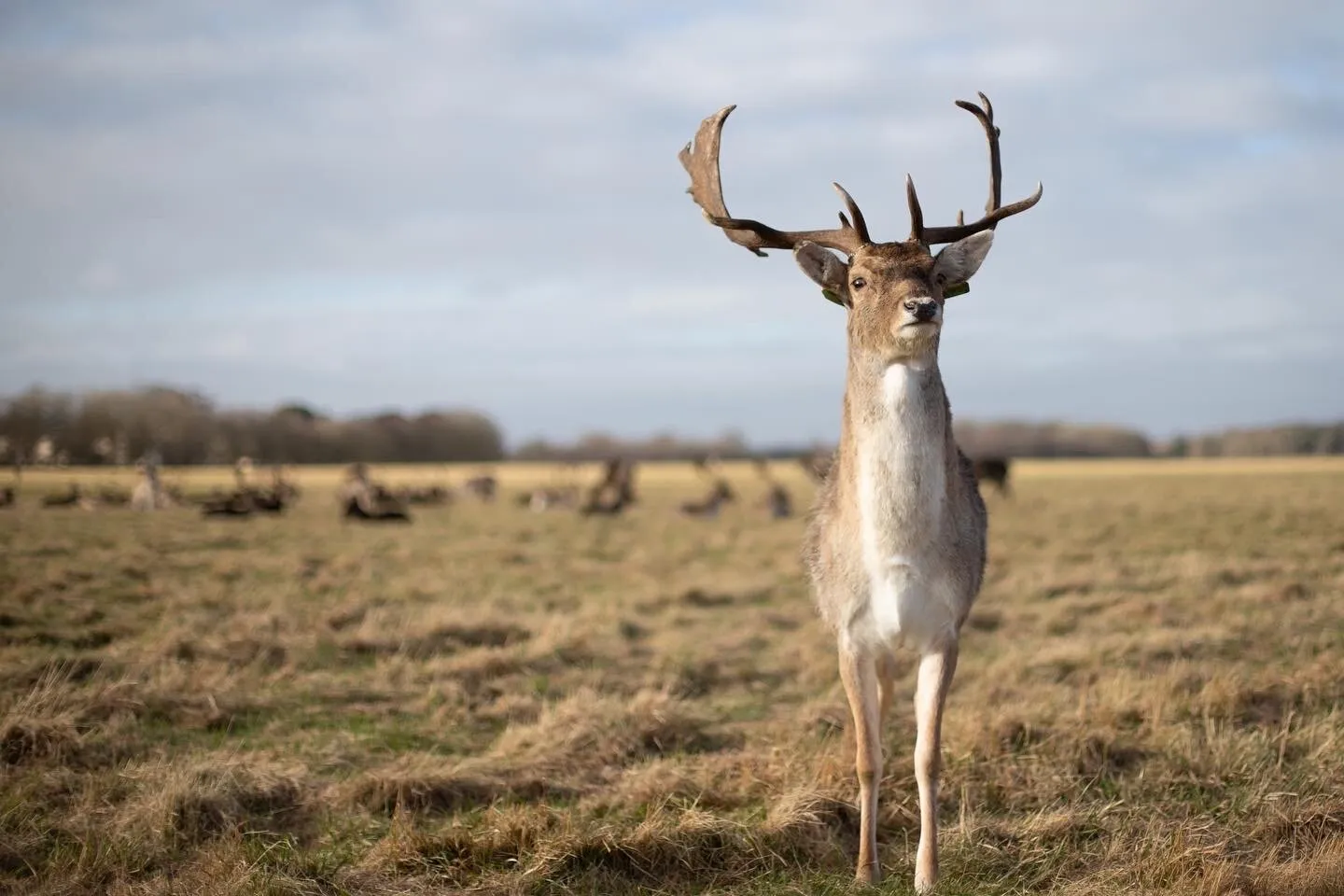 Deer