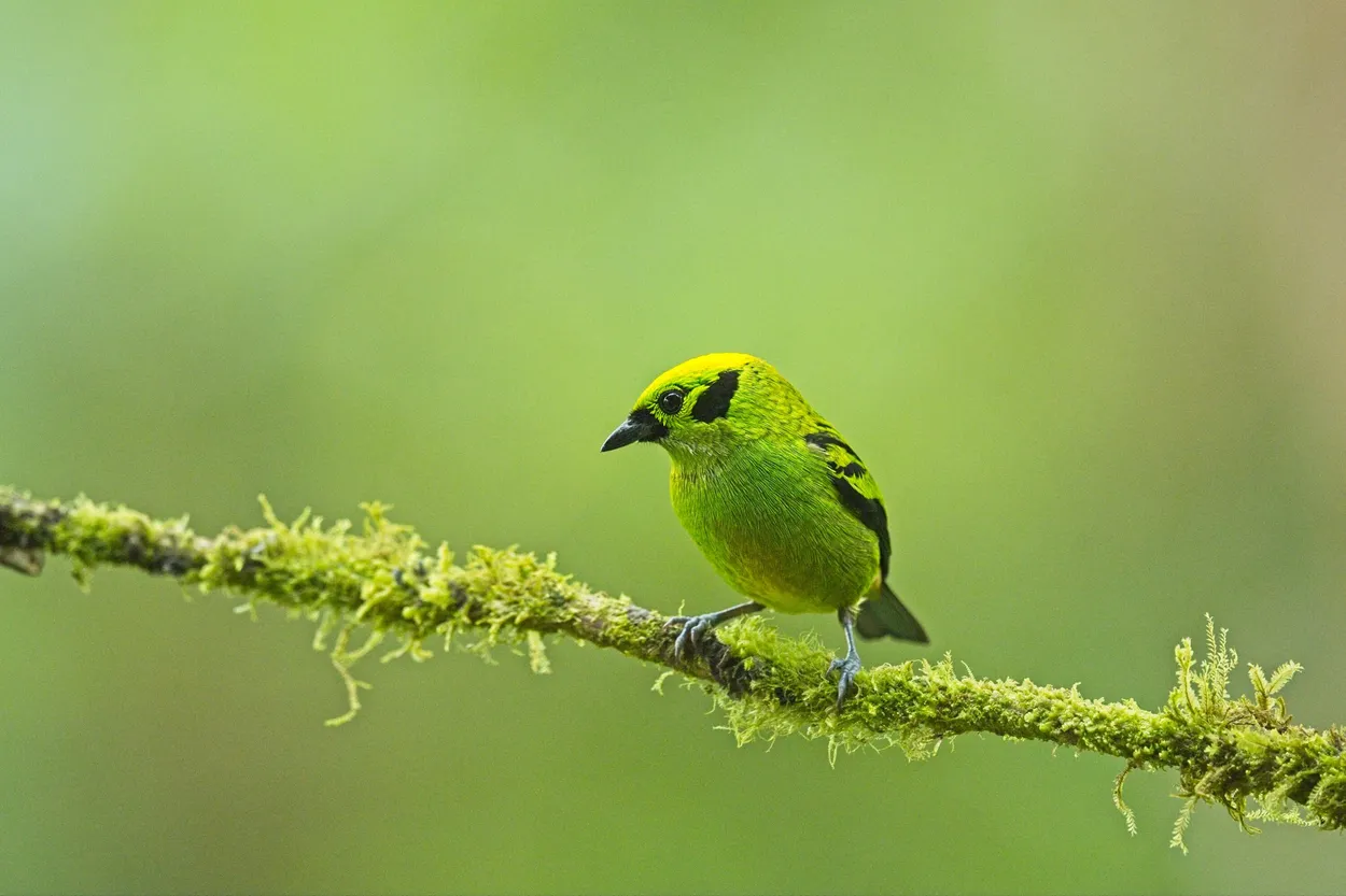 Entry 11803346