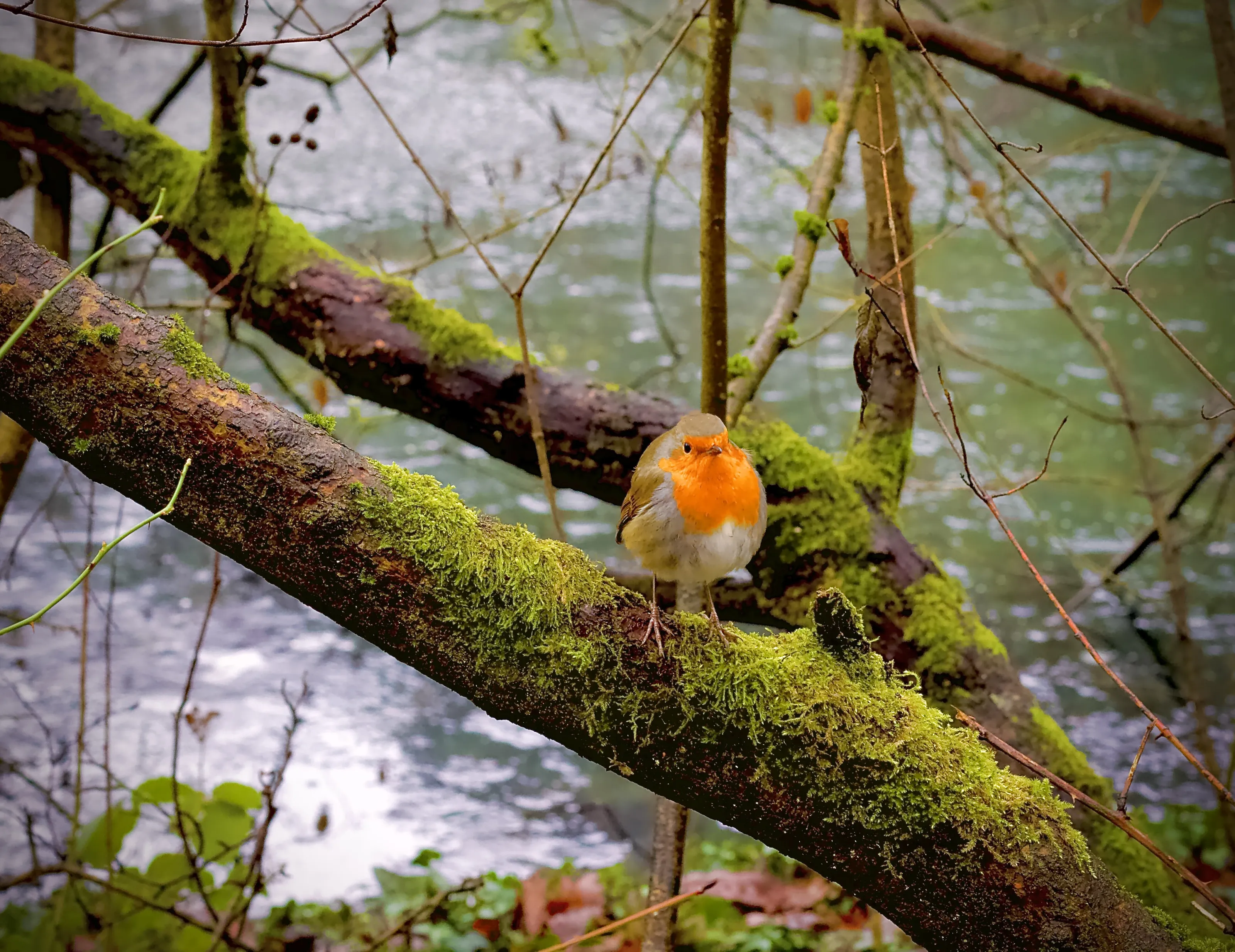 Cold Robin