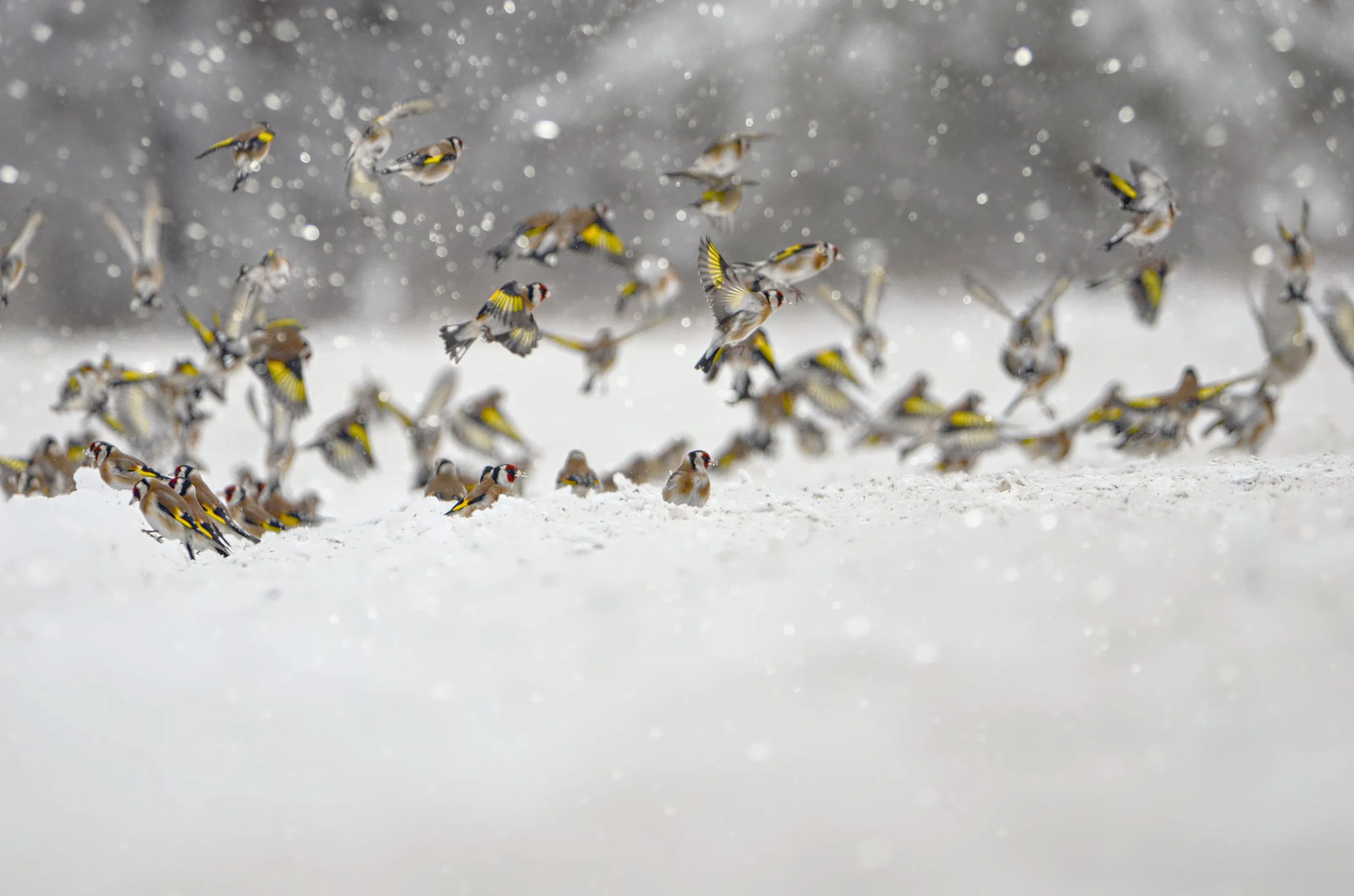 The European goldfinch