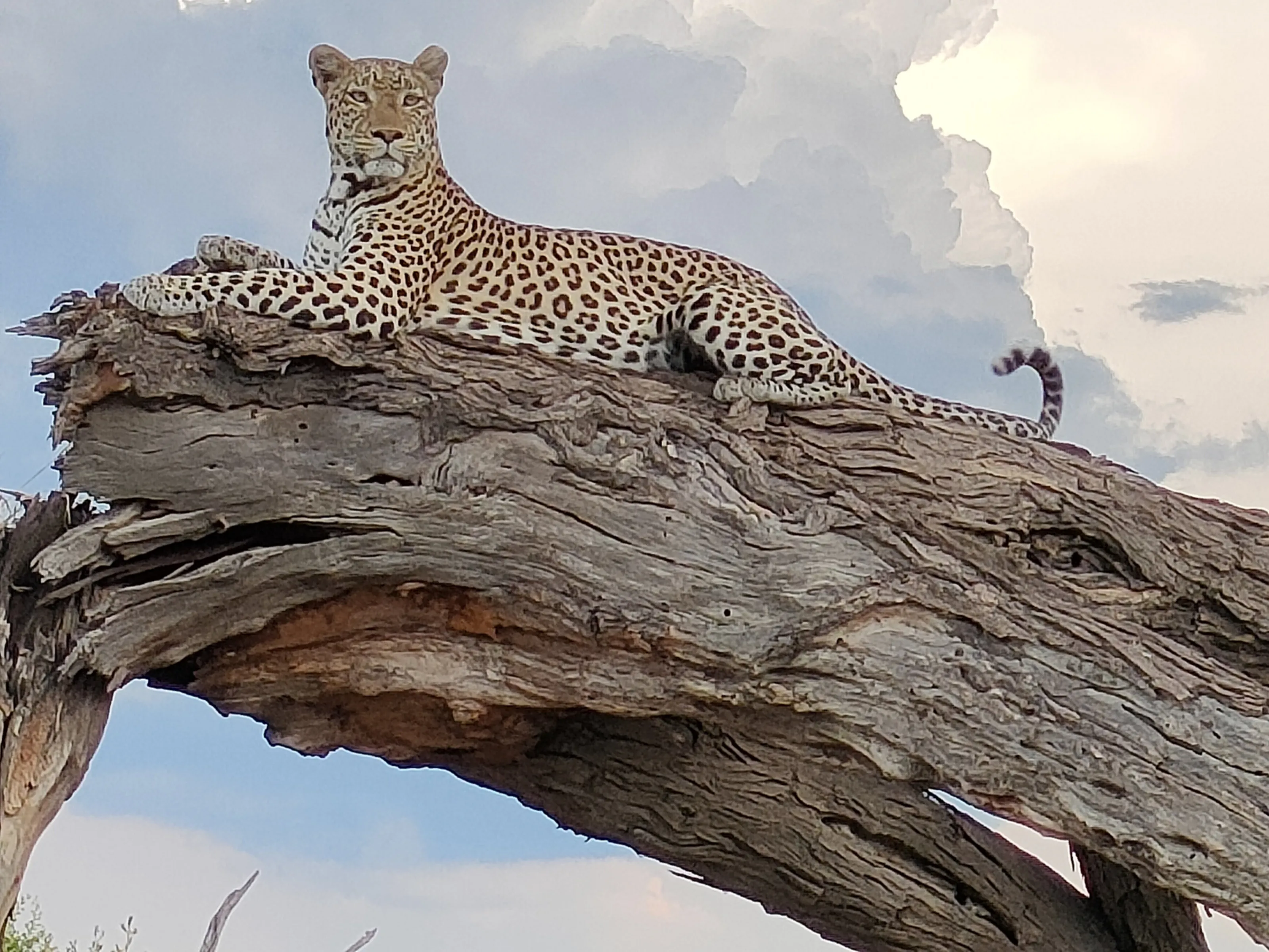 Leopard