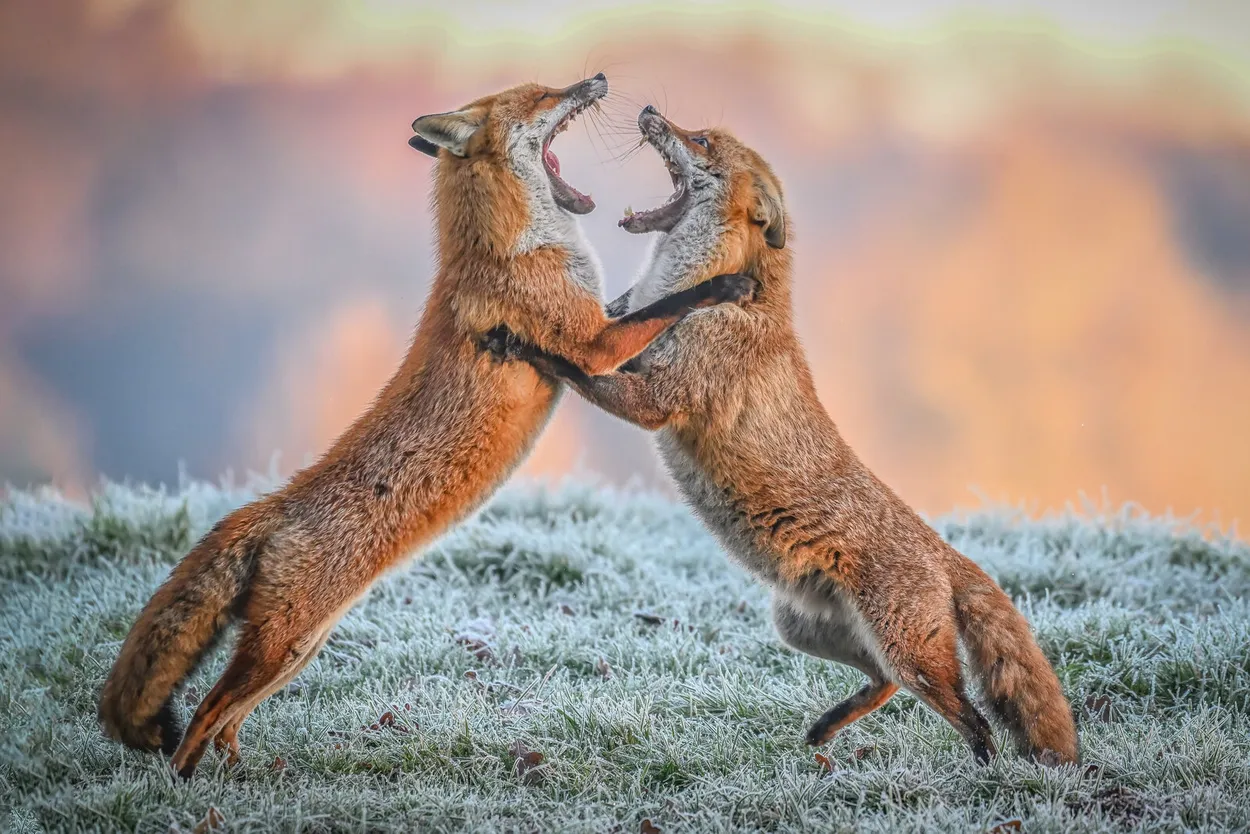 Fighting Foxes