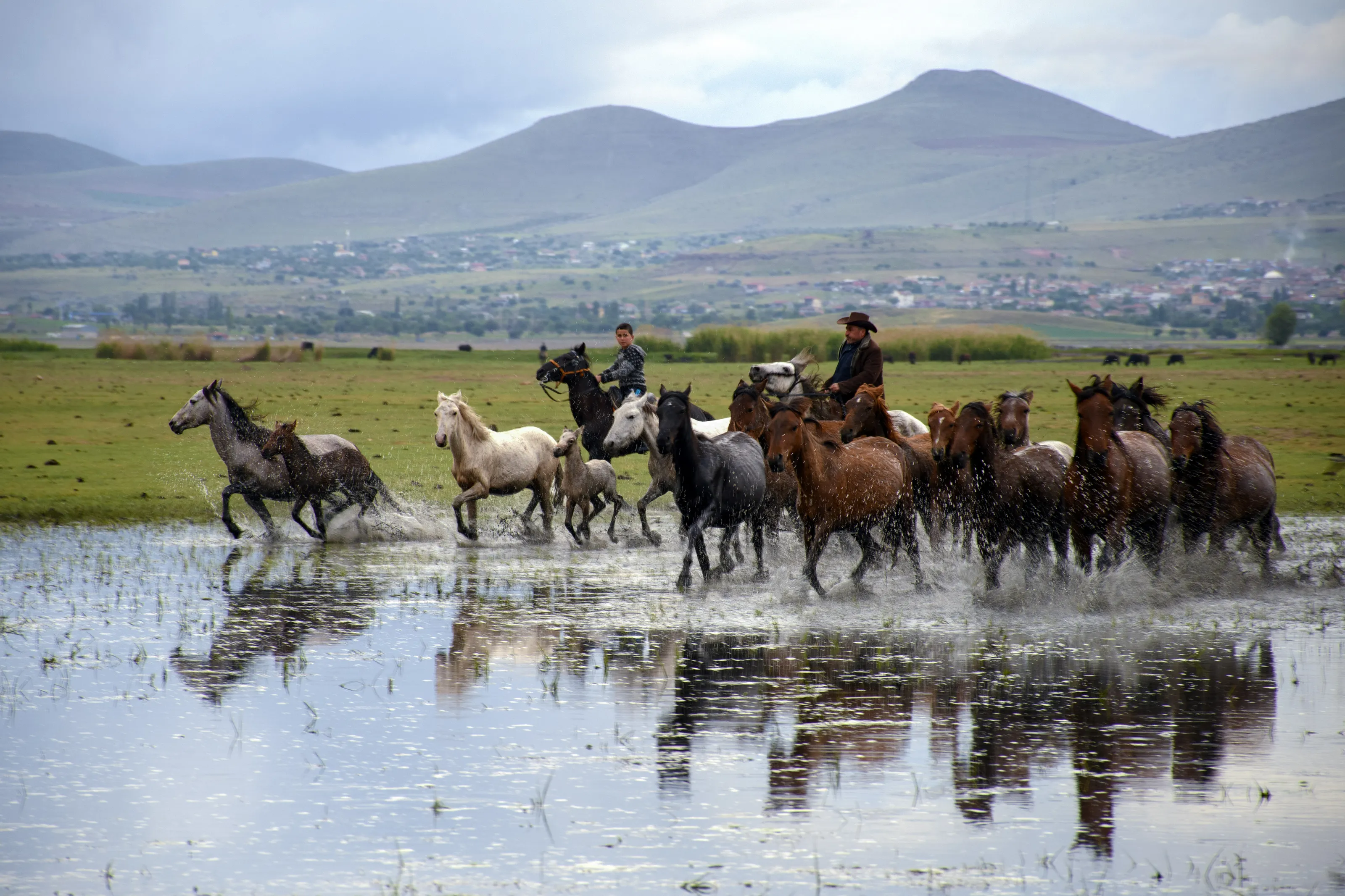 Ali's Horses