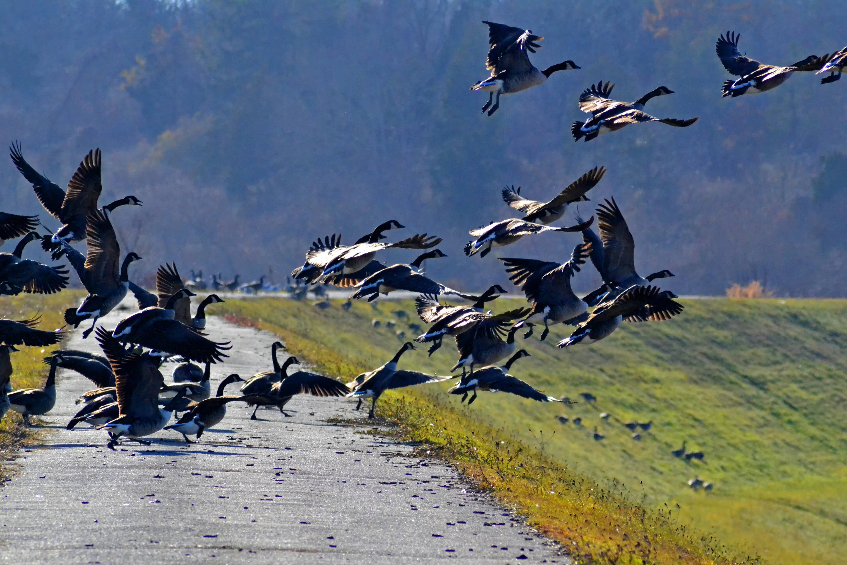 Geese in Flight