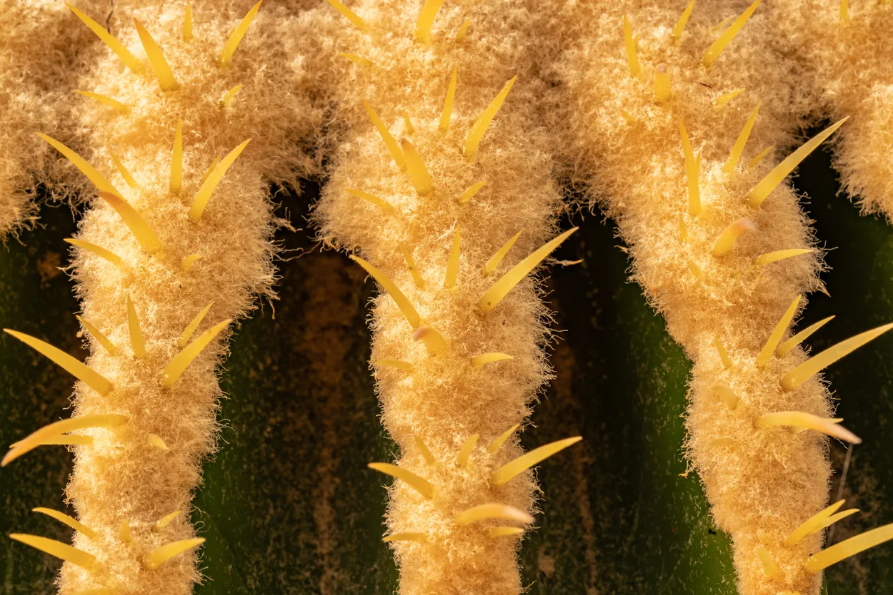 Spikey Cactus