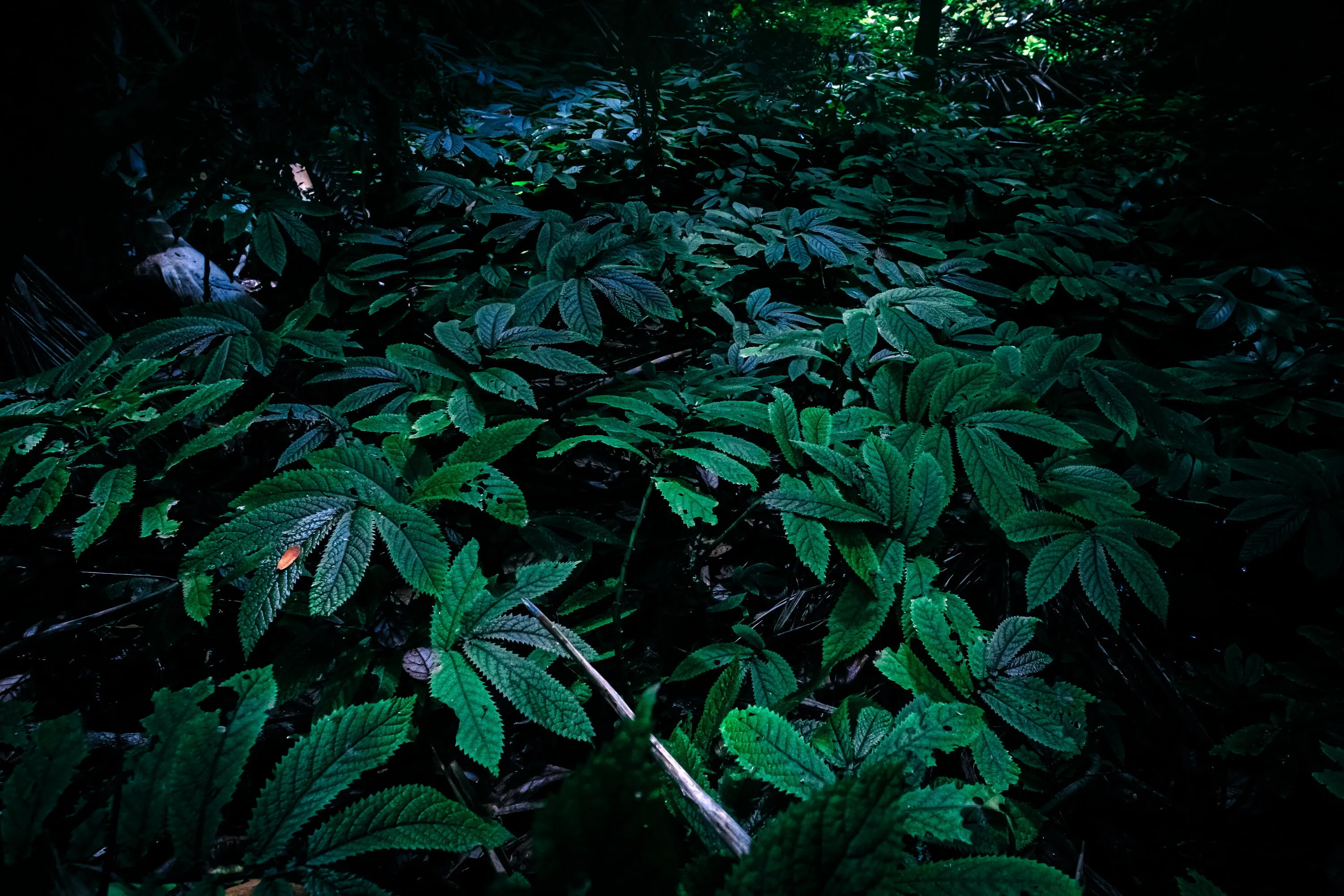 leaves under tree