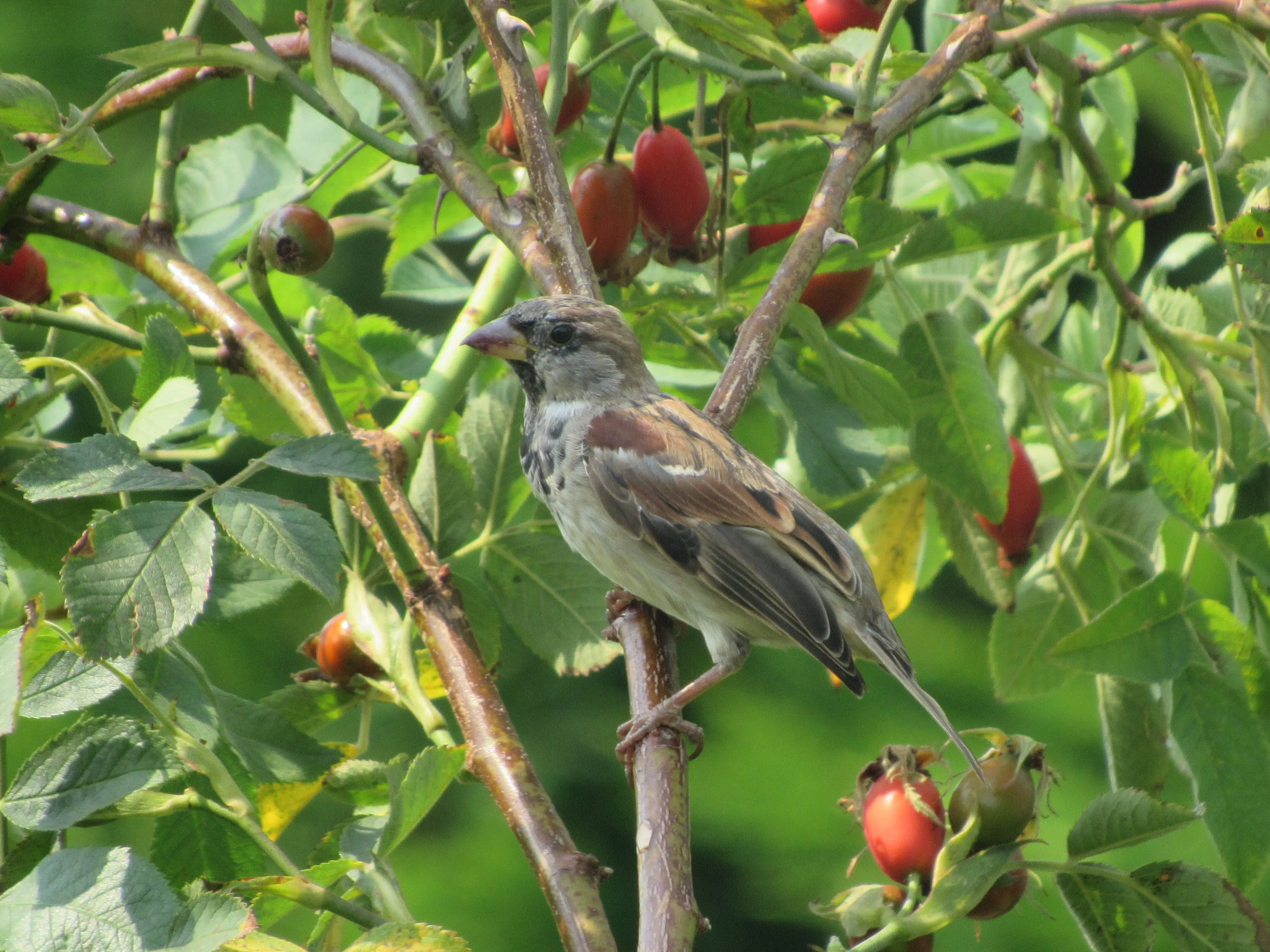 Bird on a twig