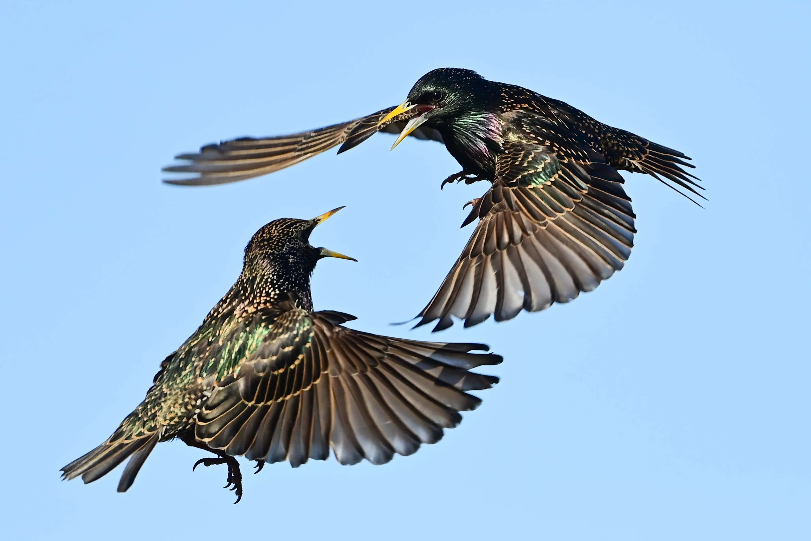 Starling squabble