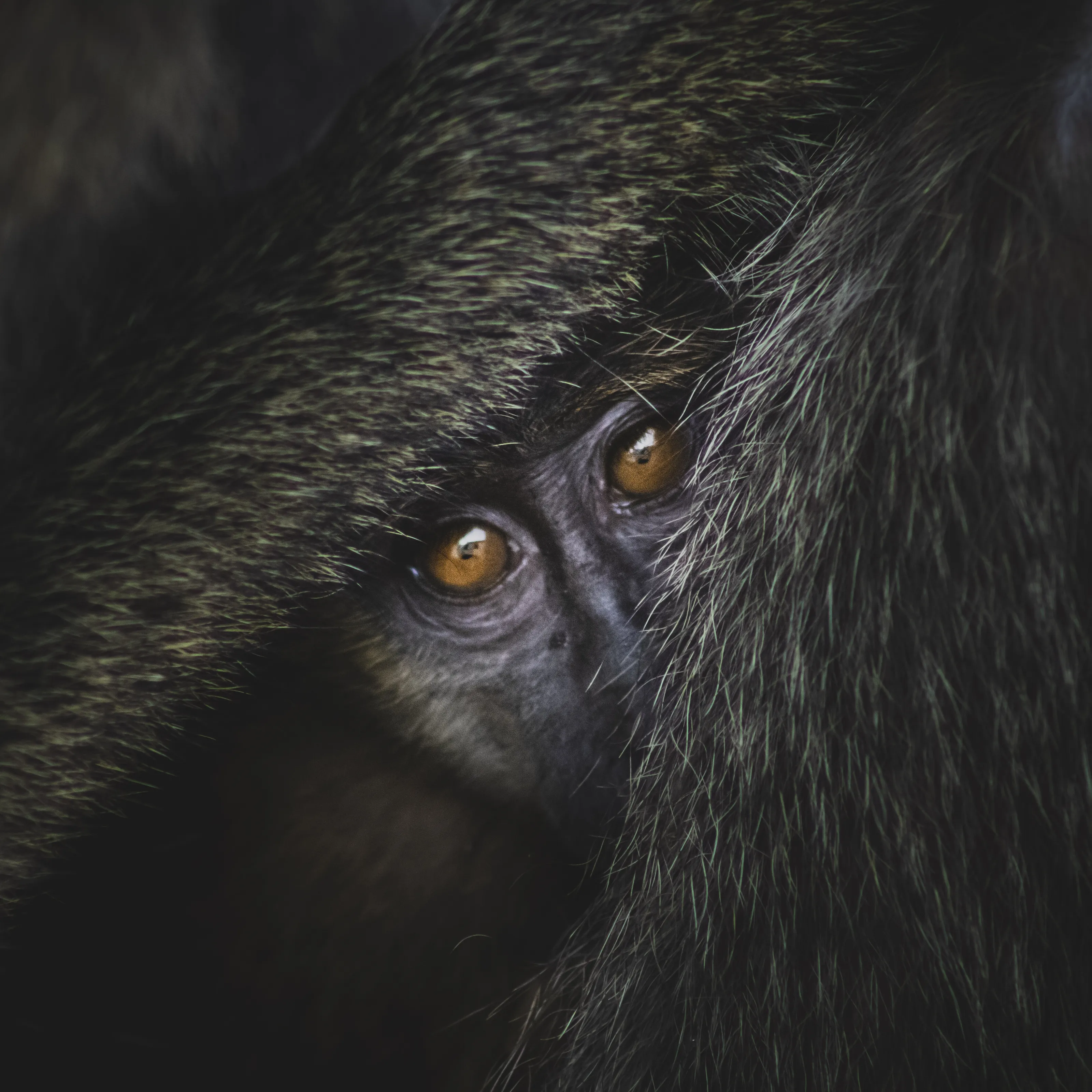 Baby Baboon