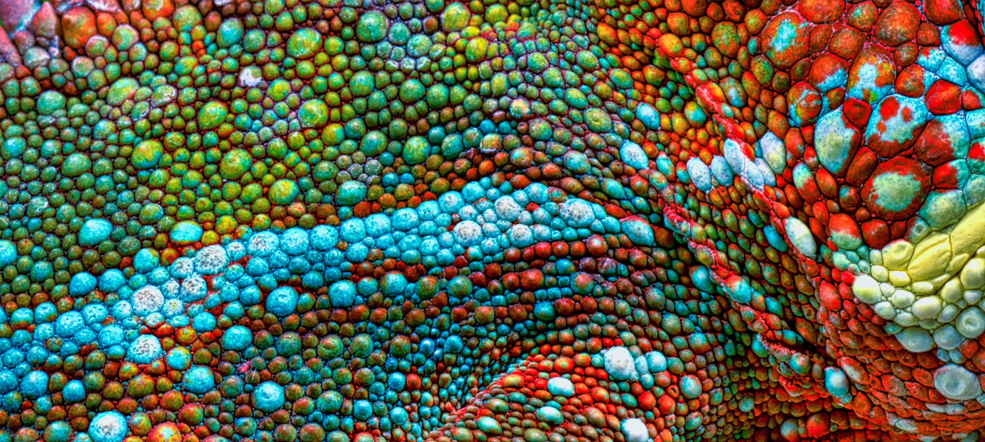 Colourful Chameleon