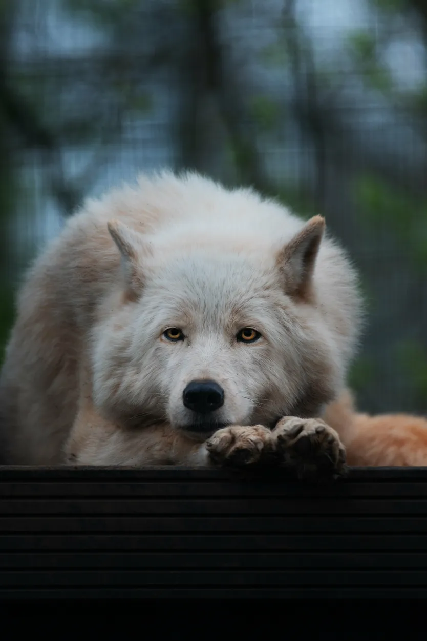 Entry 11839042
