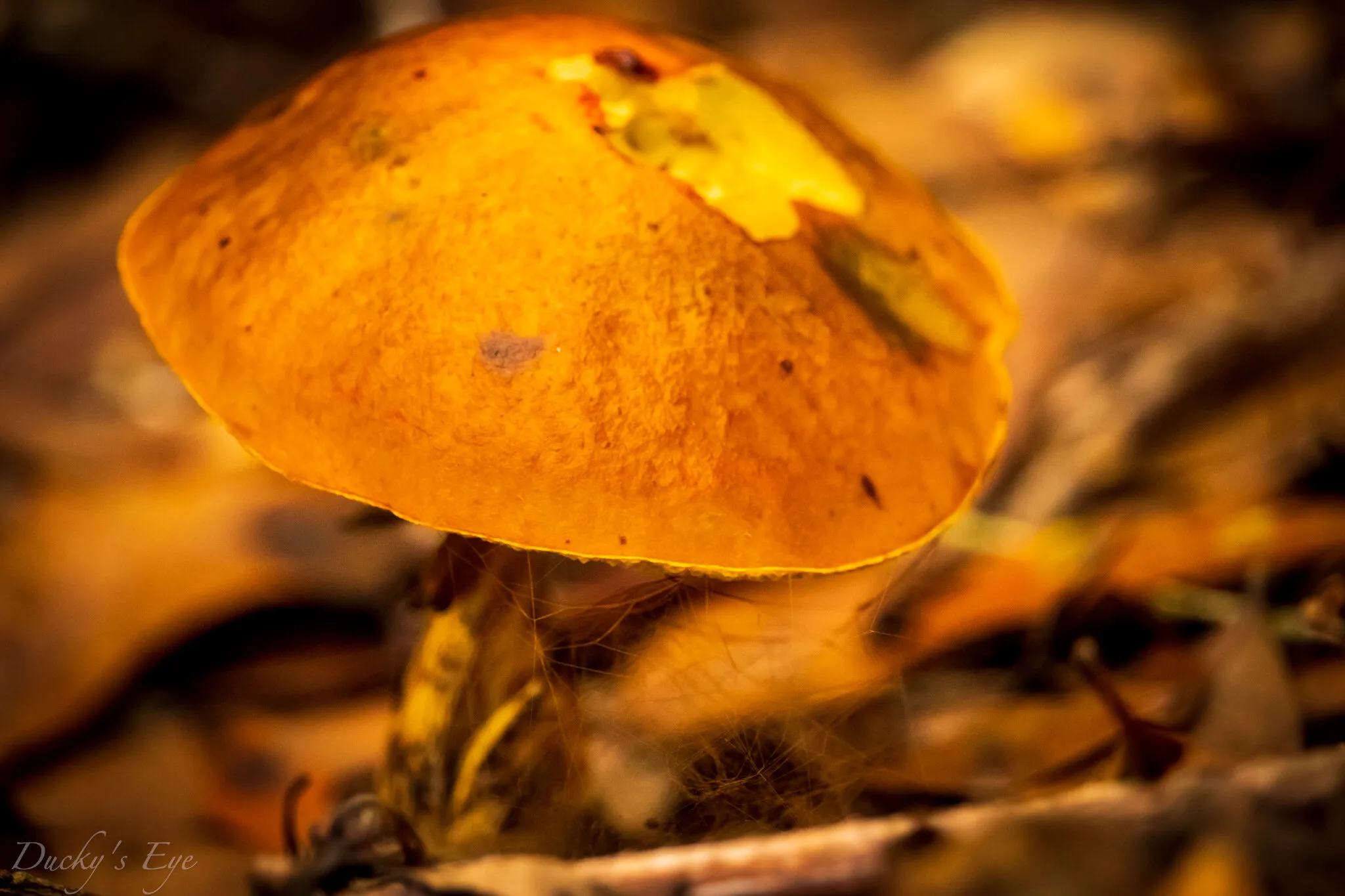 Just a shroomie