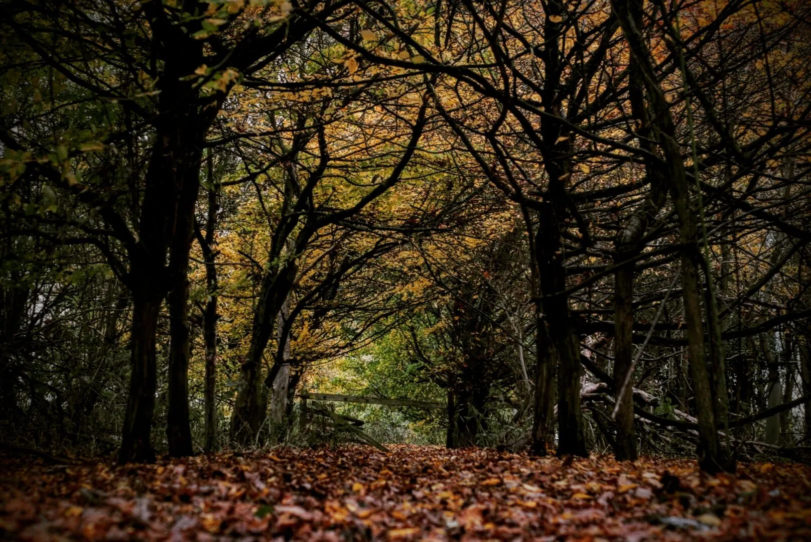 Autumnal walk