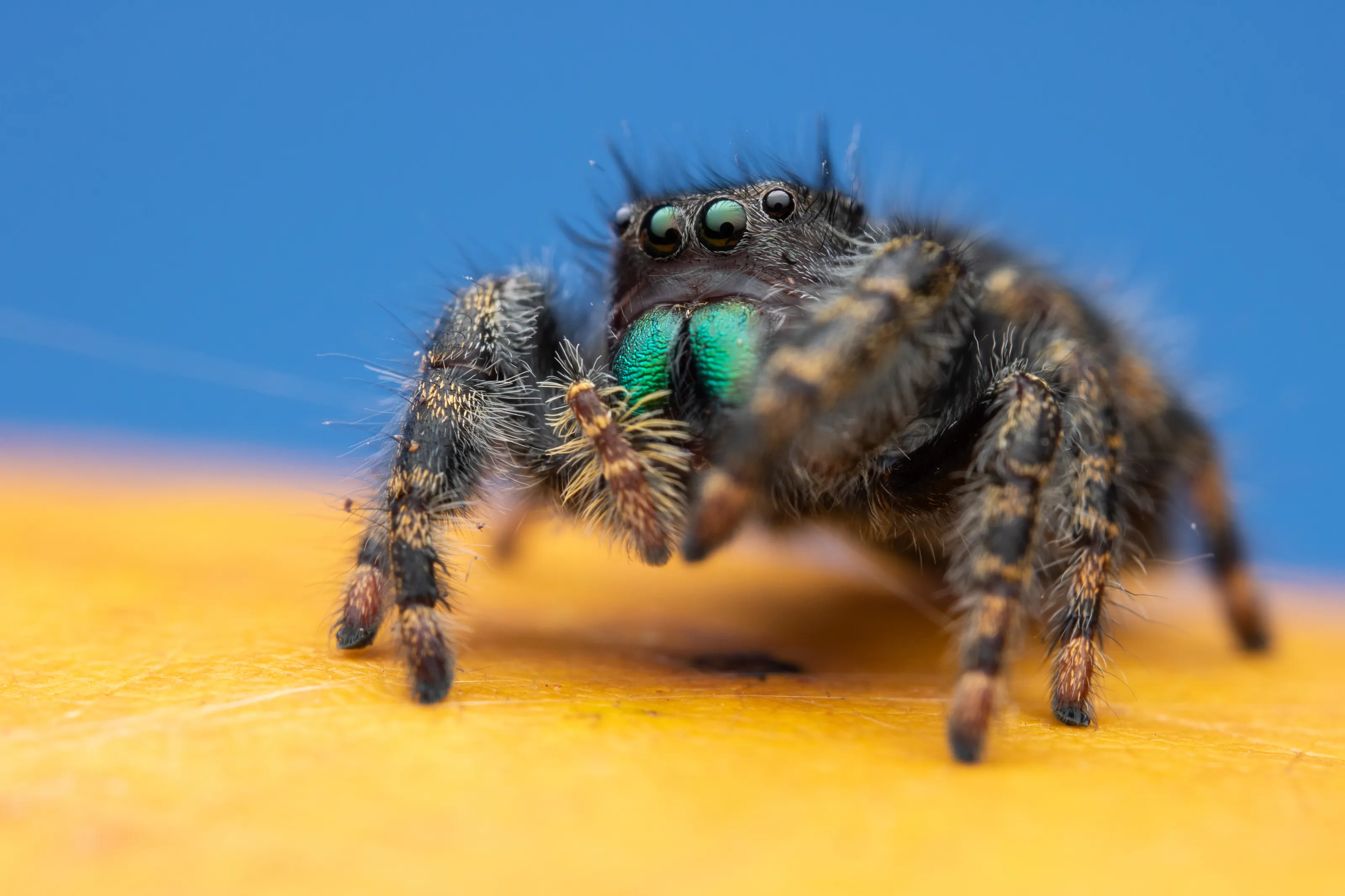 Bold Jumping Spider