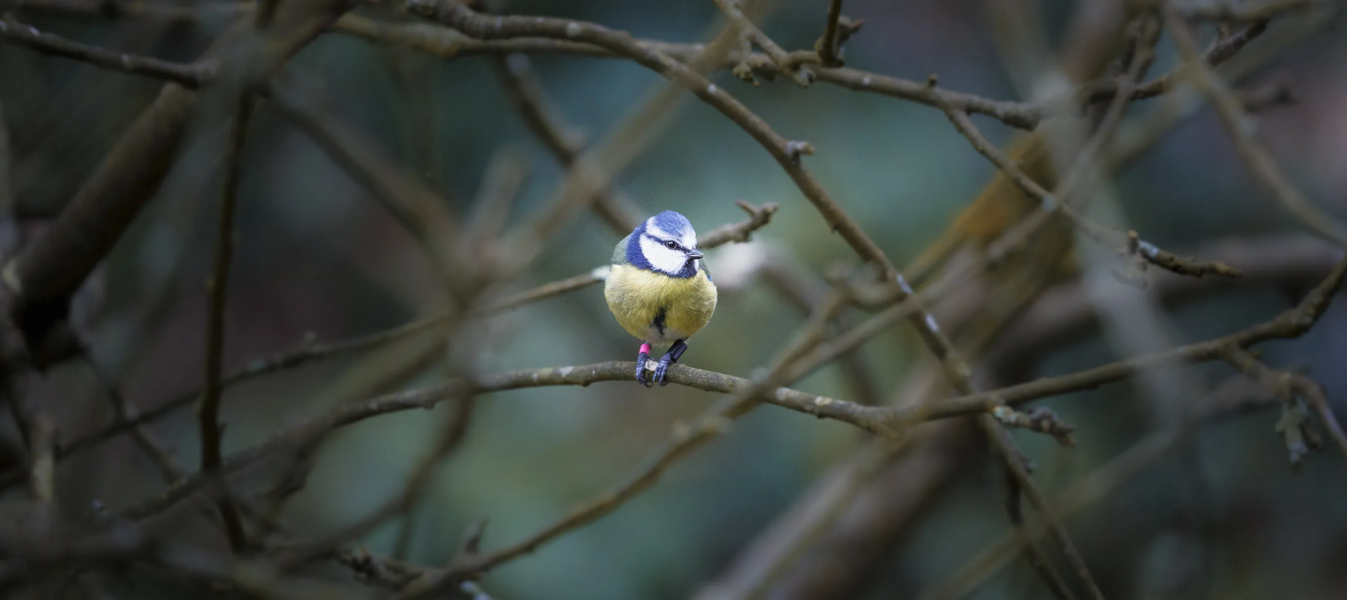 Blue Tit