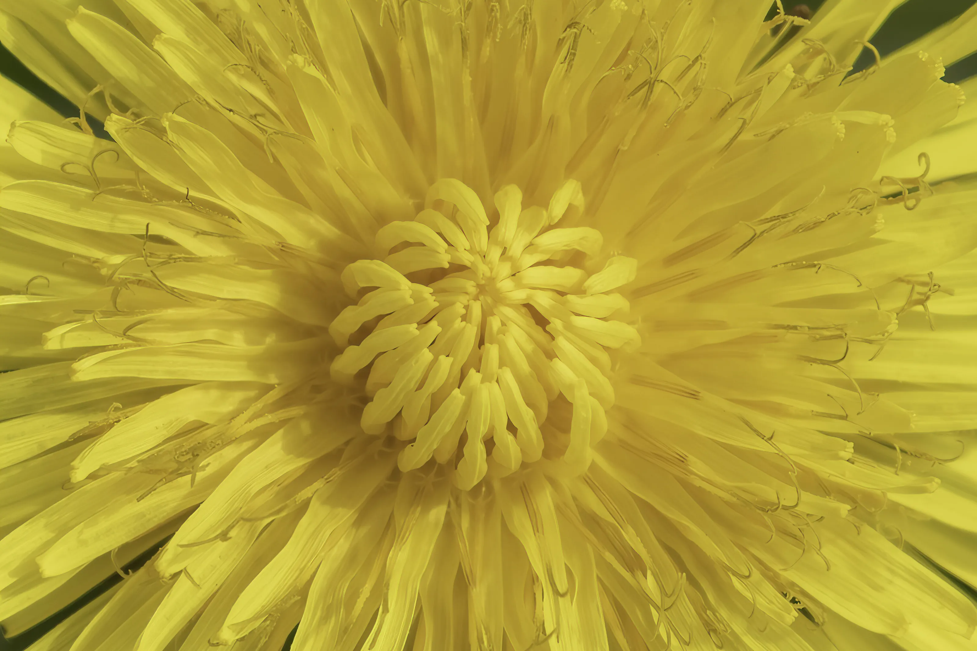 Dandelion