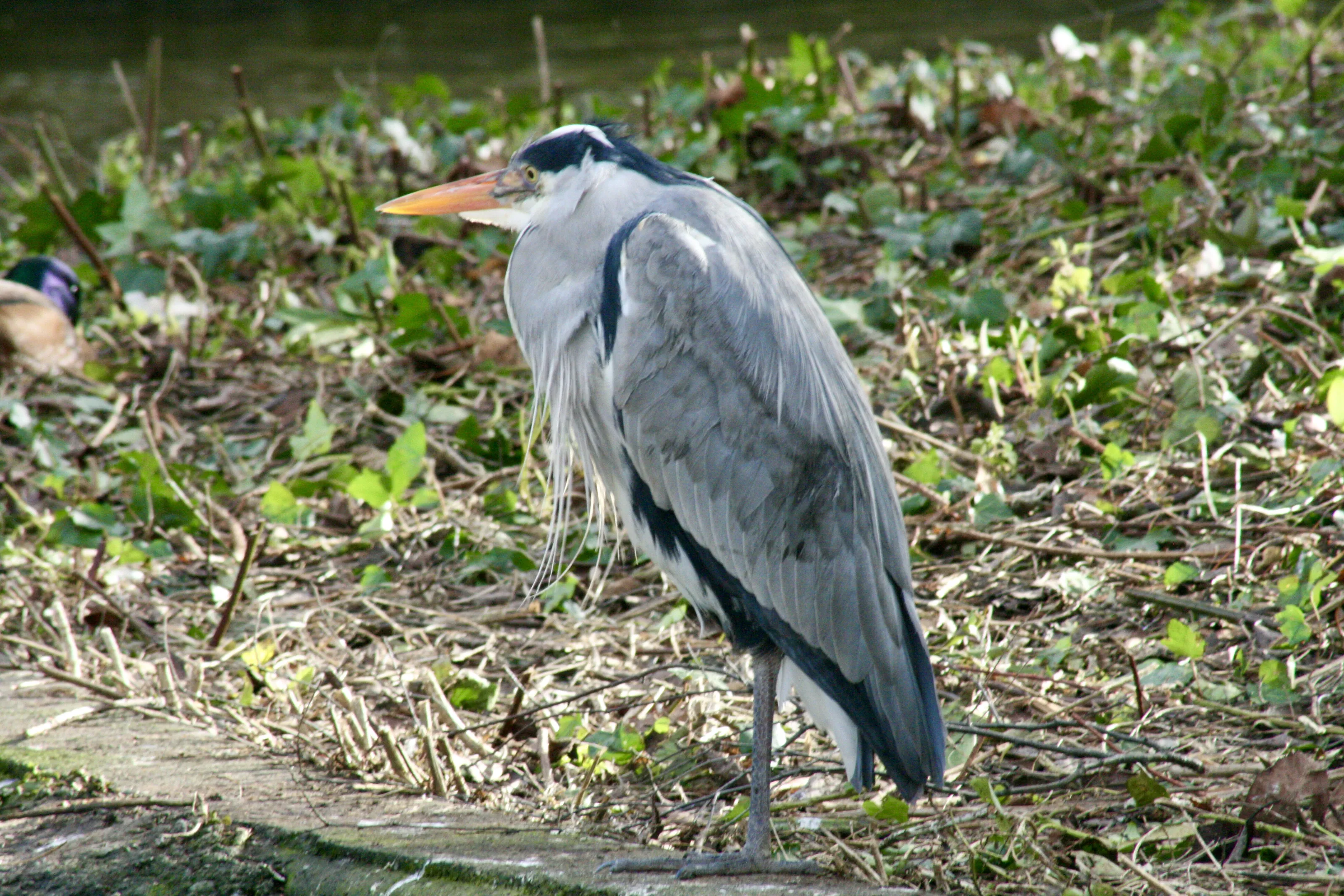 Herbert the Heron