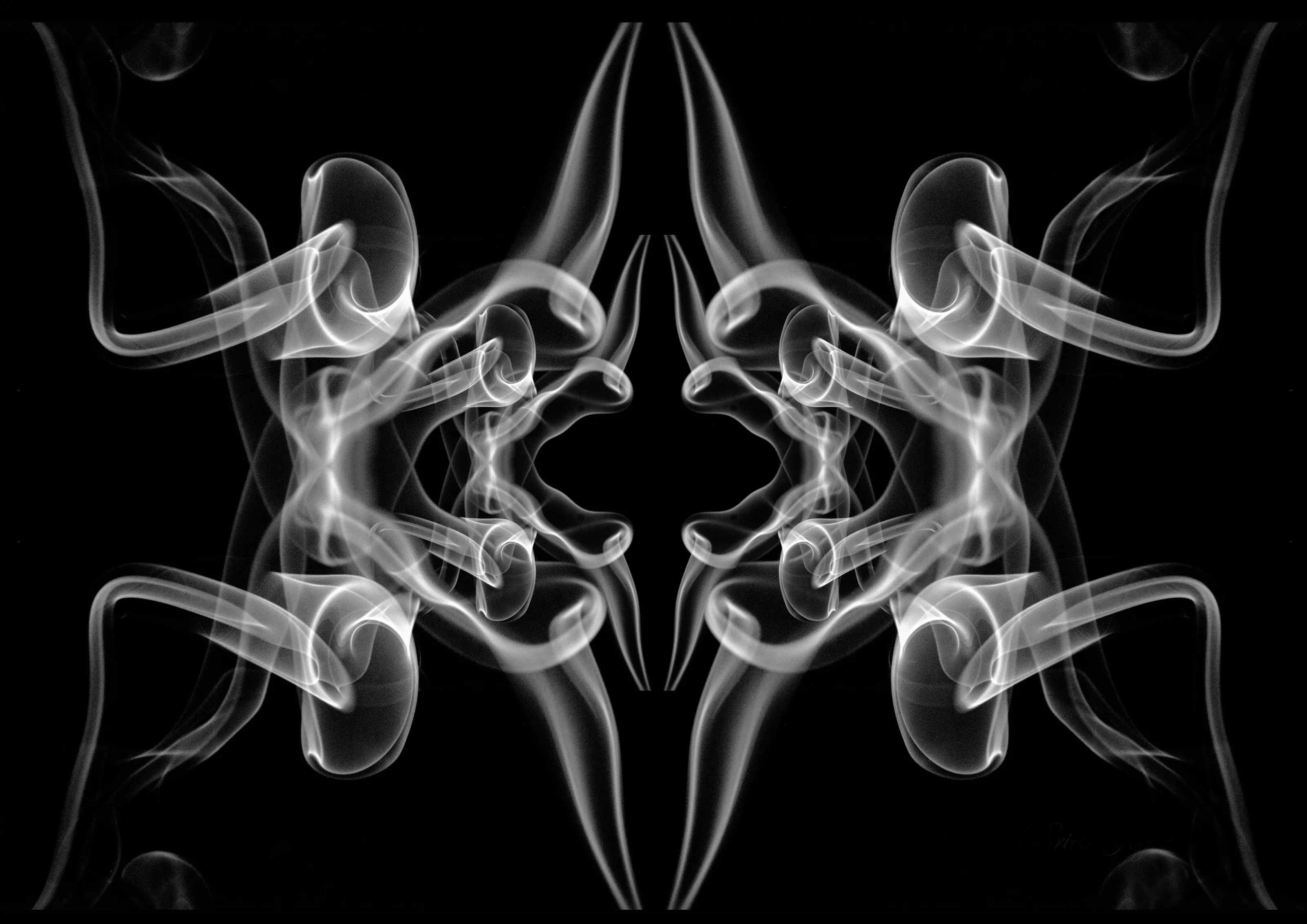 Black Arachnoid