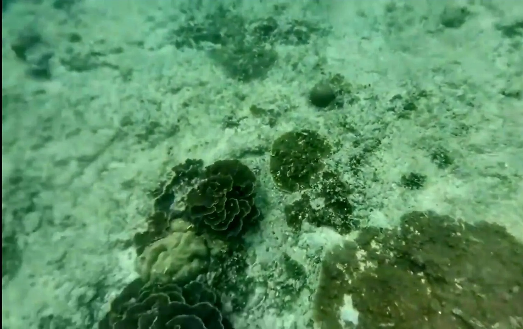 Dead coral
