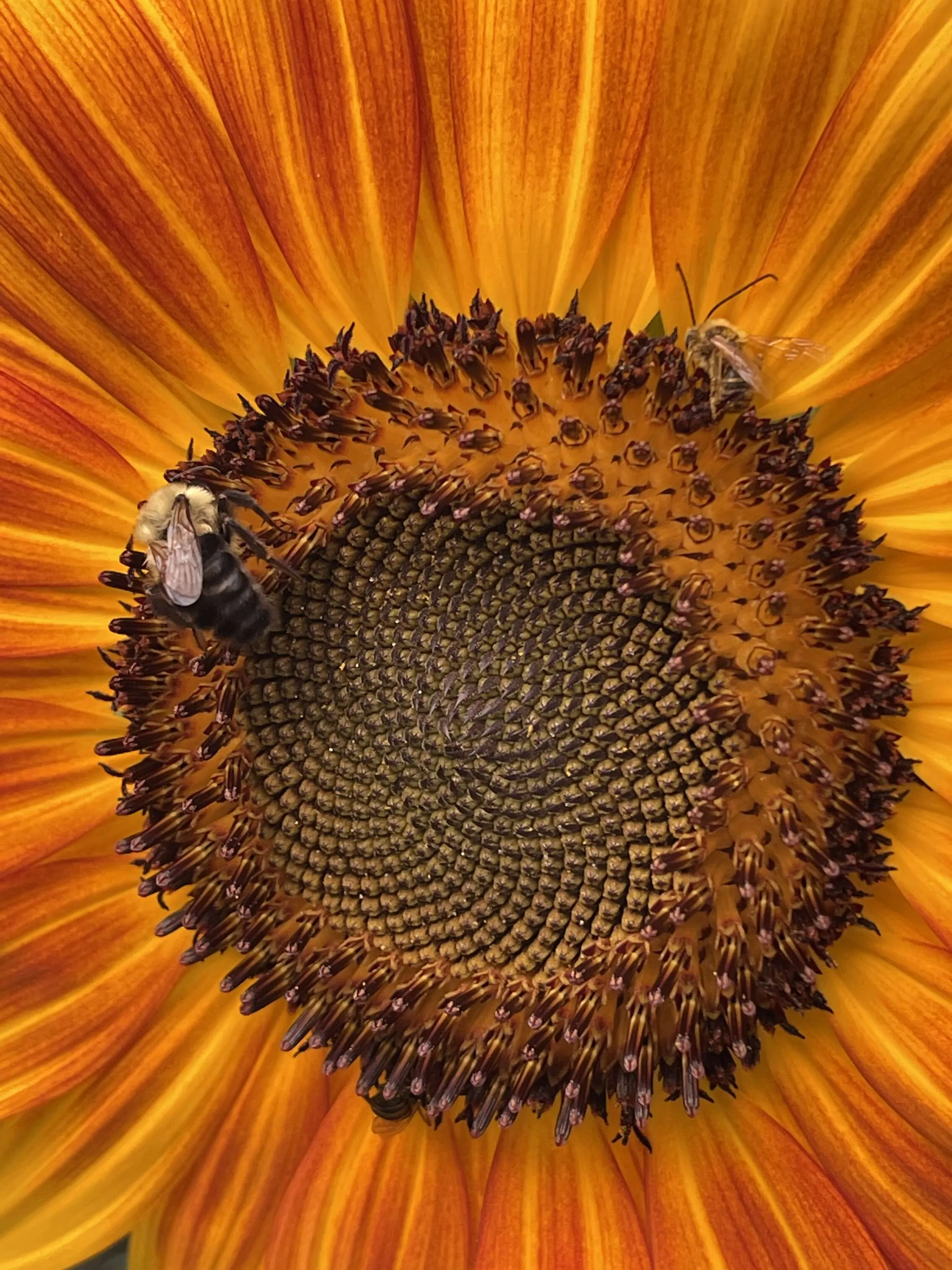 Bee