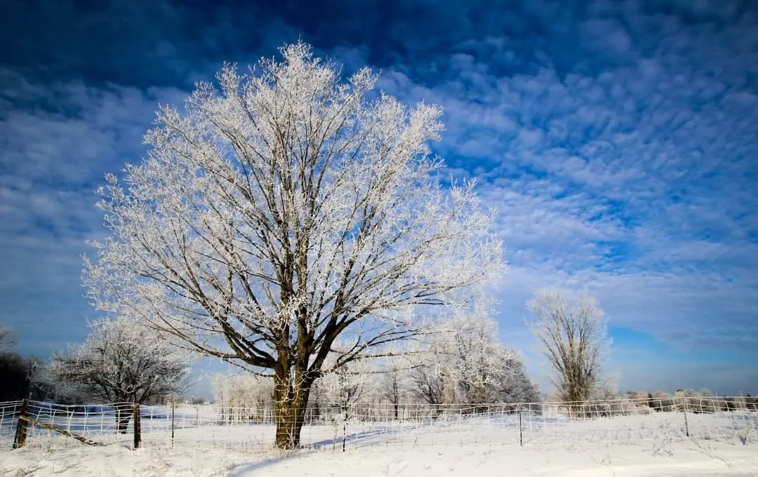 Early Morning Frost