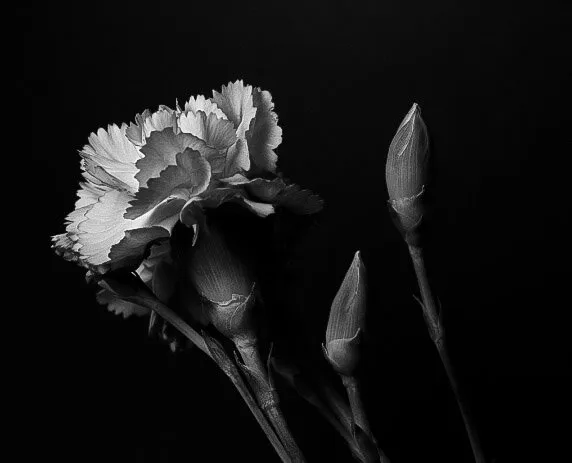 Beauty in the dark