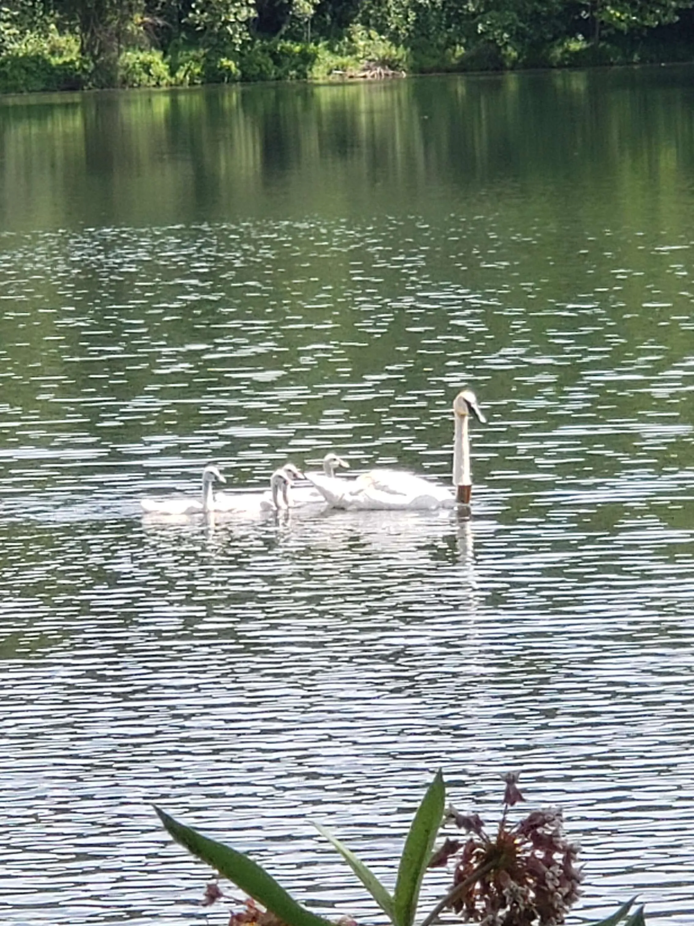 SWAN BABIES