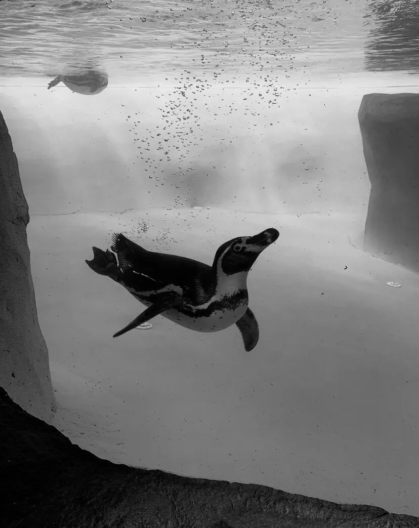 Dive In