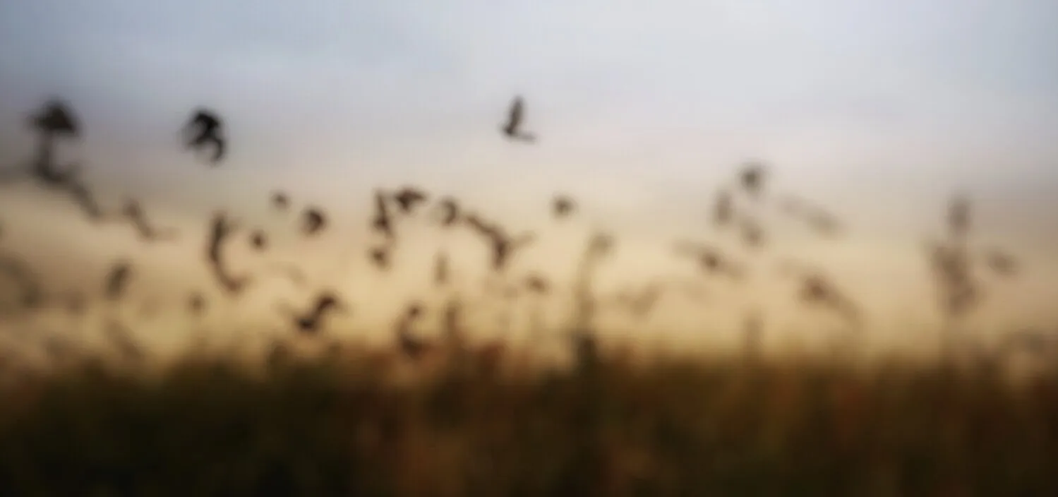 Flight