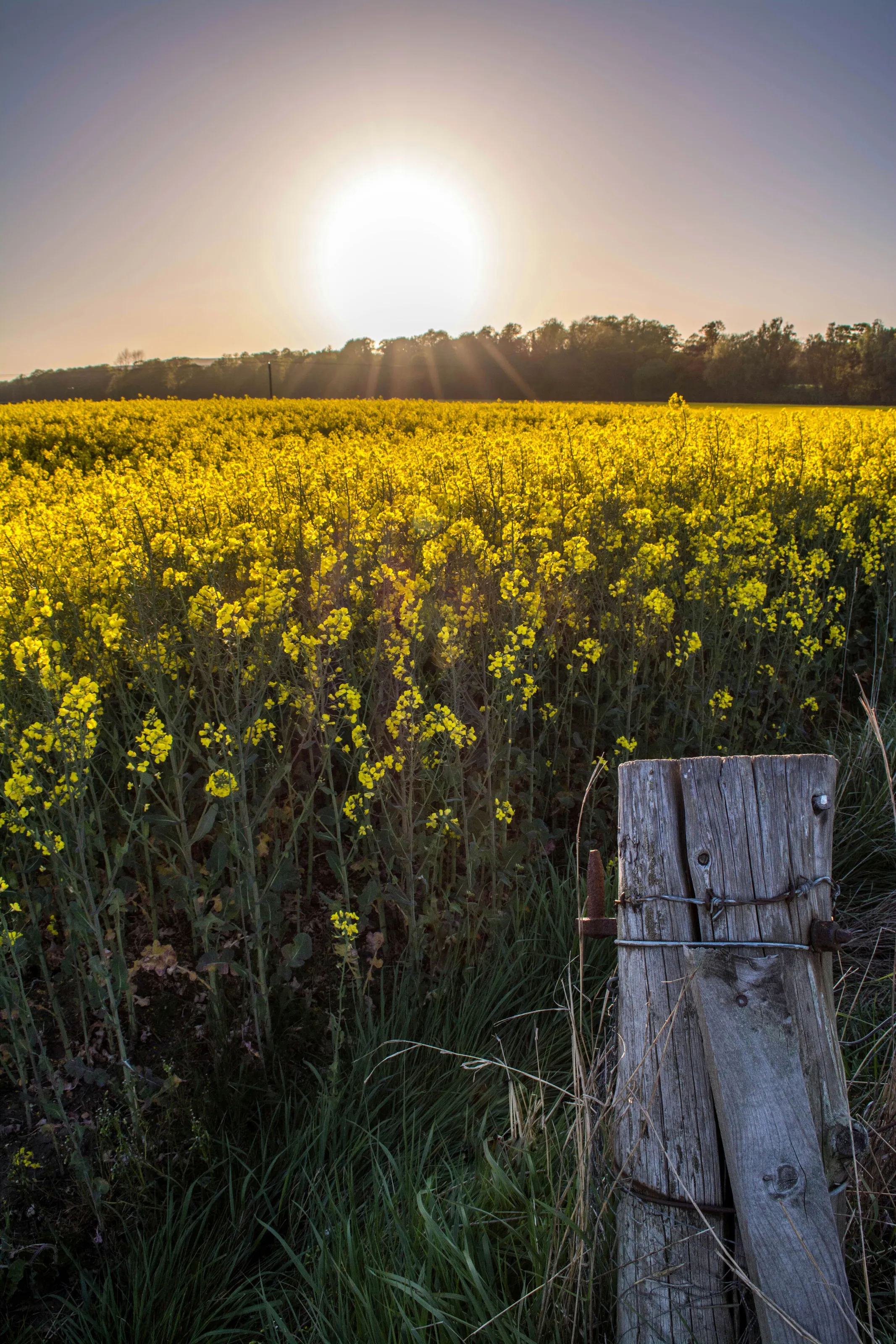 Rapeseed in newbridge