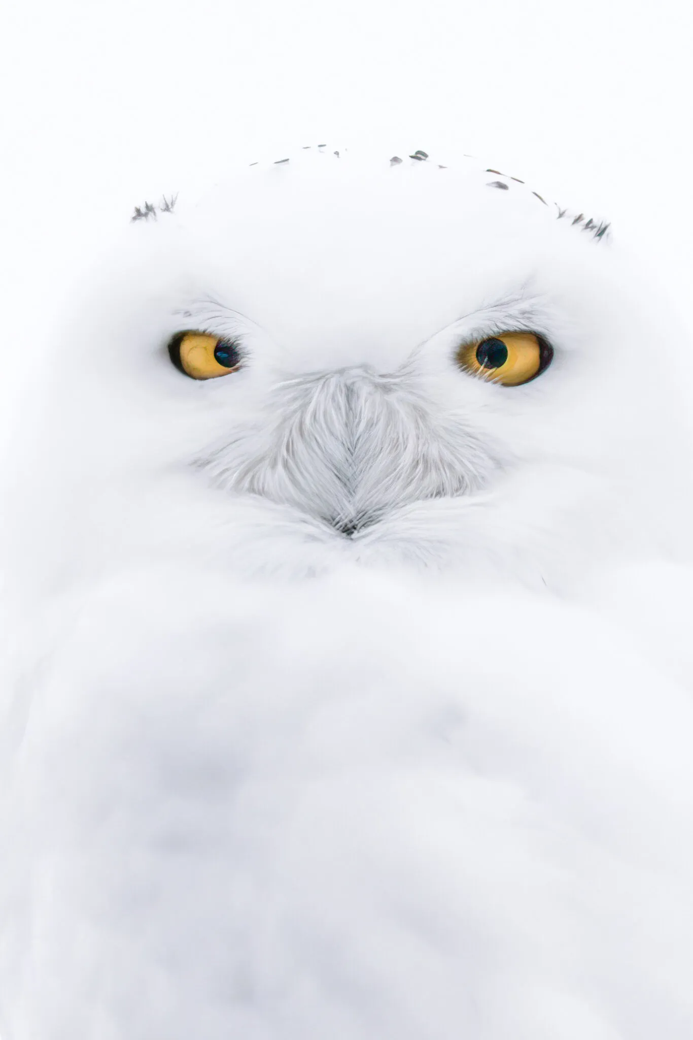 White-out