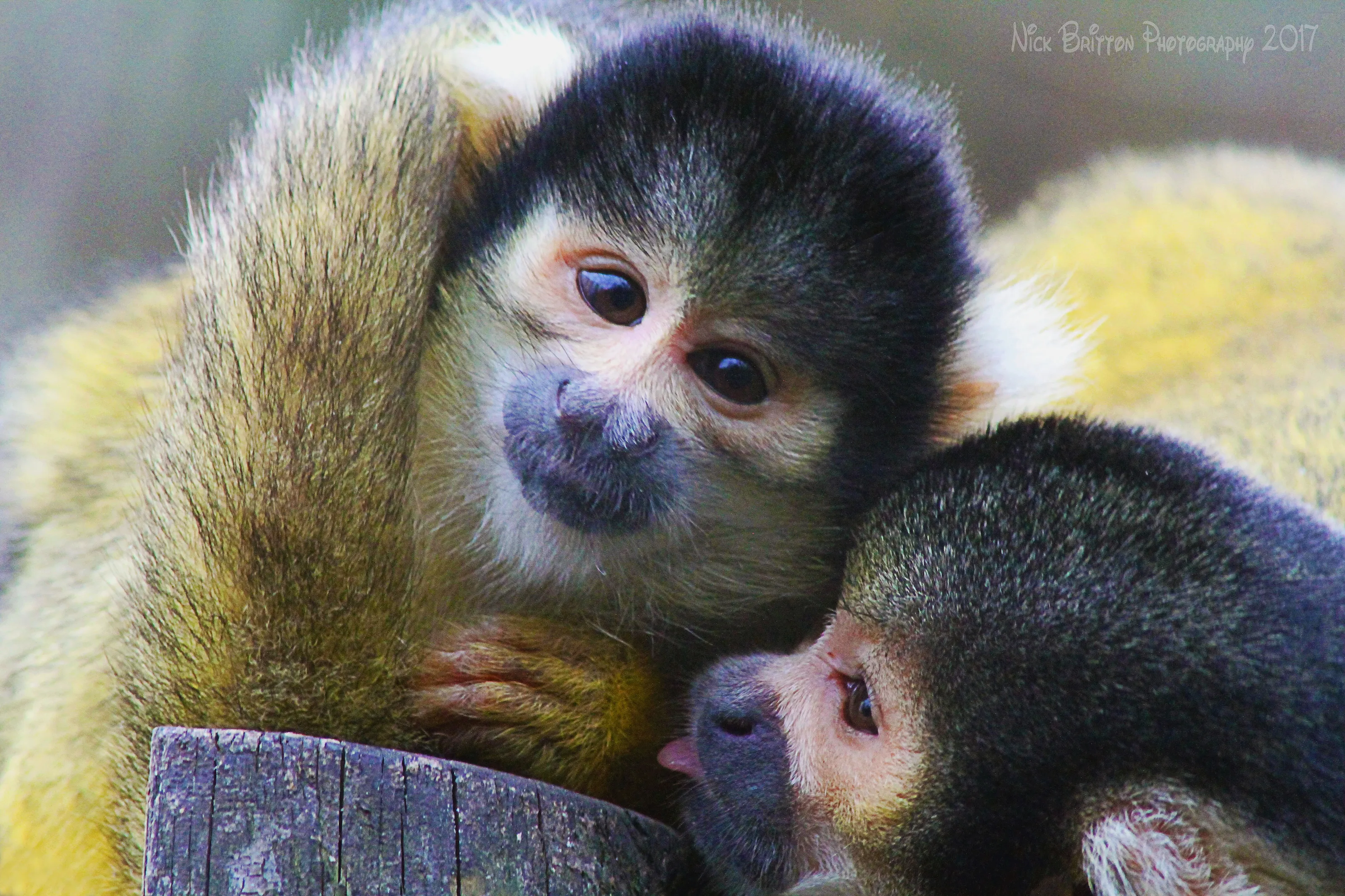 Squirrel Monkeys